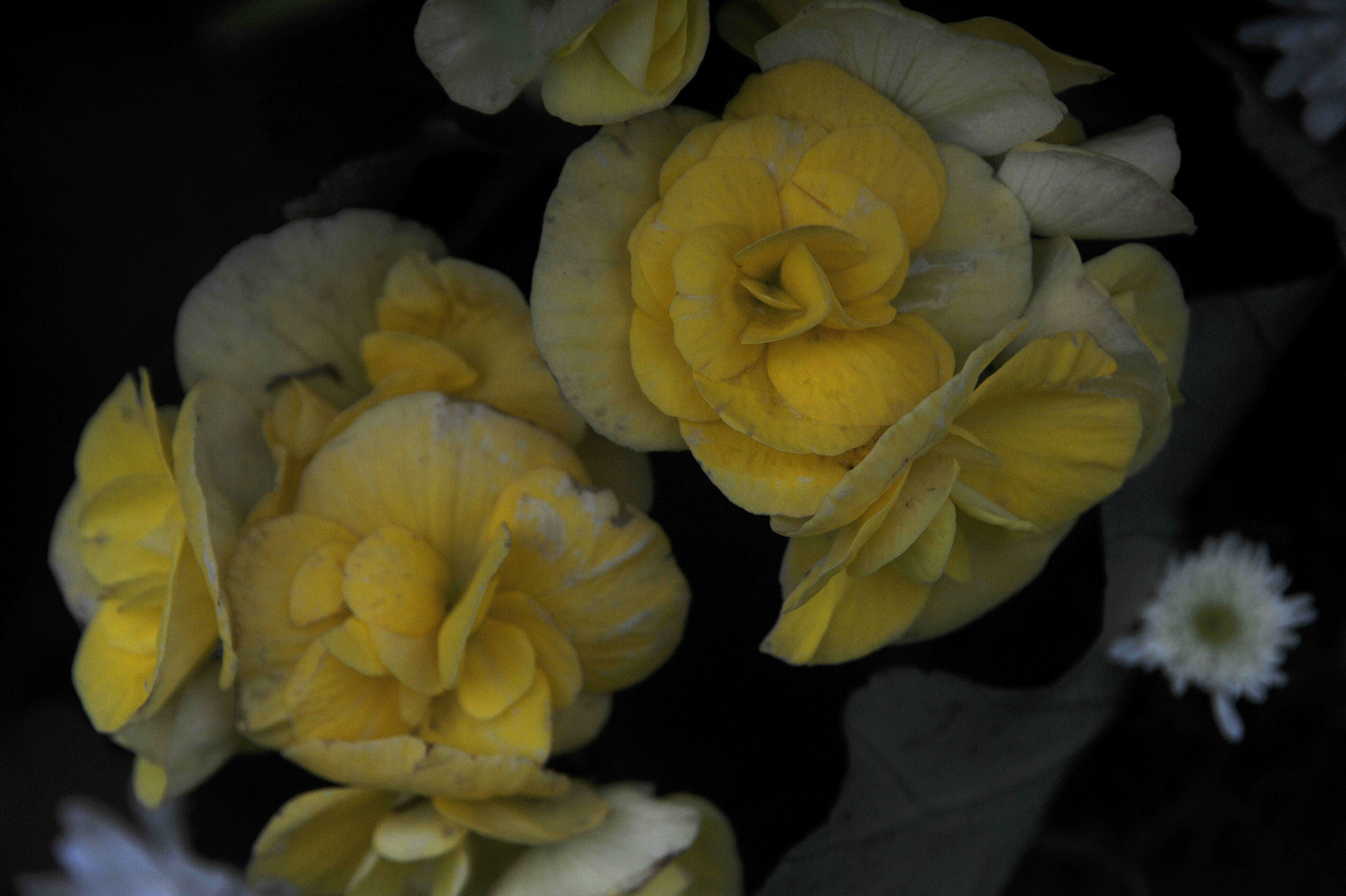 Nikon D3S sample photo. ...香港花卉展覽 2016 (5)... photography
