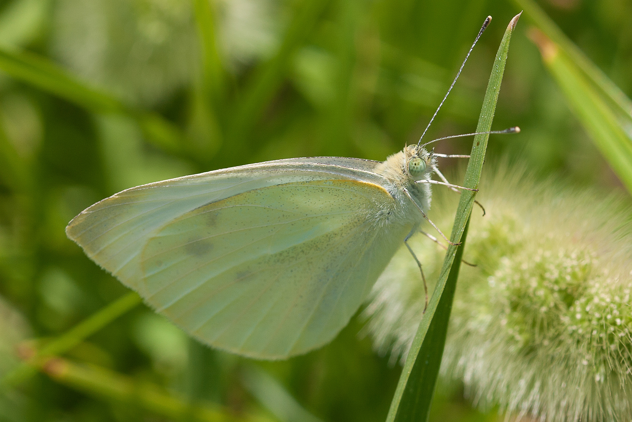 Canon EF 100mm F2.8L Macro IS USM sample photo. Pieris rapae photography