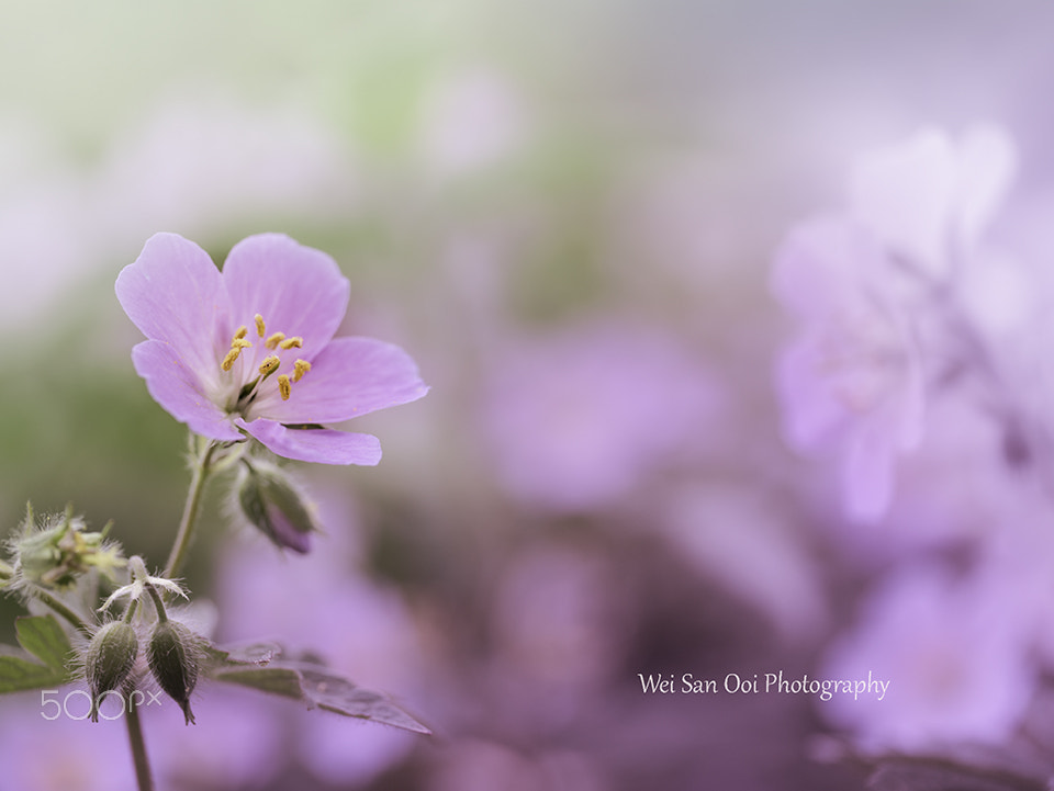 Panasonic Leica DG Macro-Elmarit 45mm F2.8 ASPH OIS sample photo. Flax flowers 07 photography