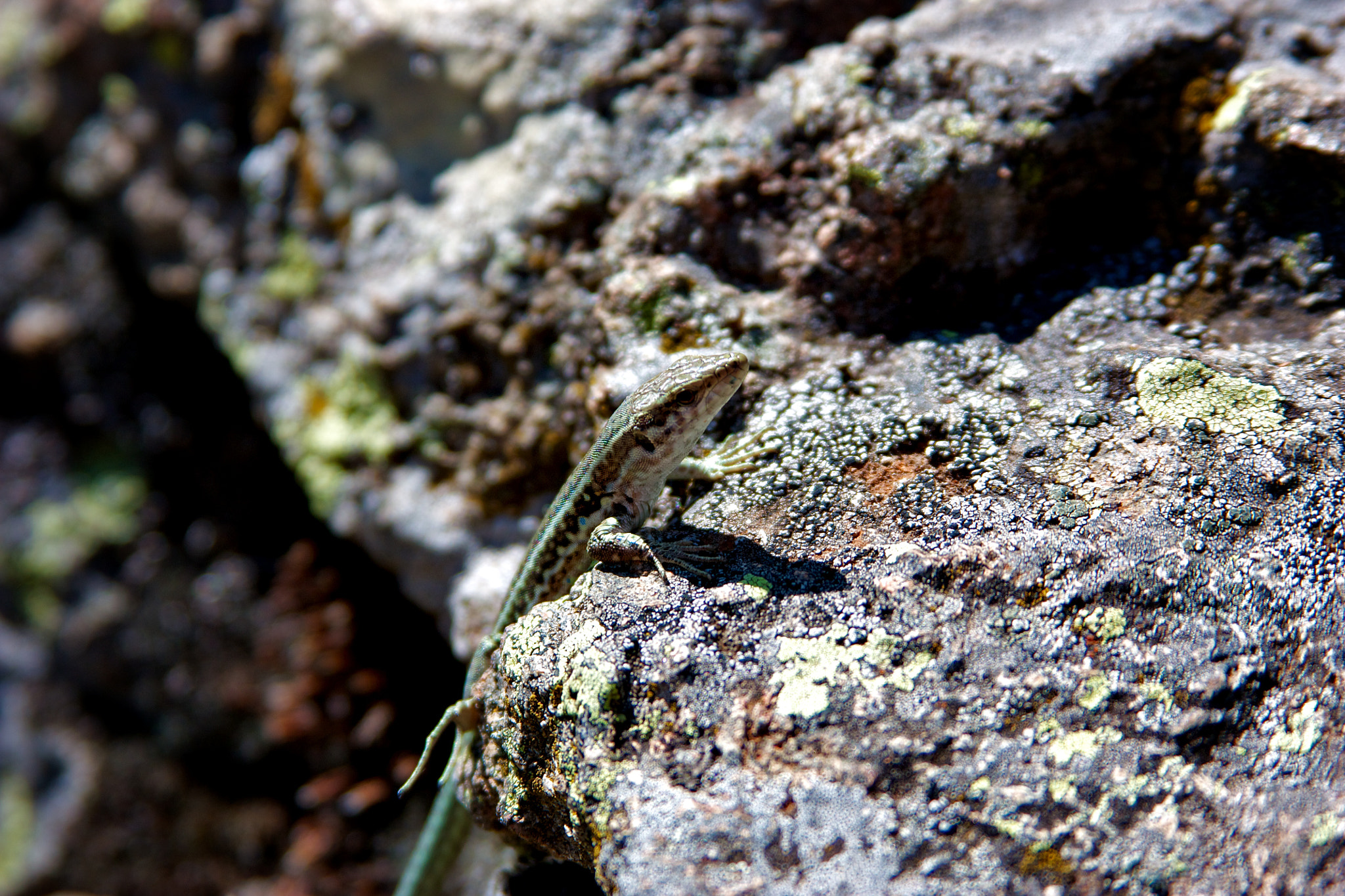 Canon EF 28-135mm F3.5-5.6 IS USM sample photo. Corsica photography