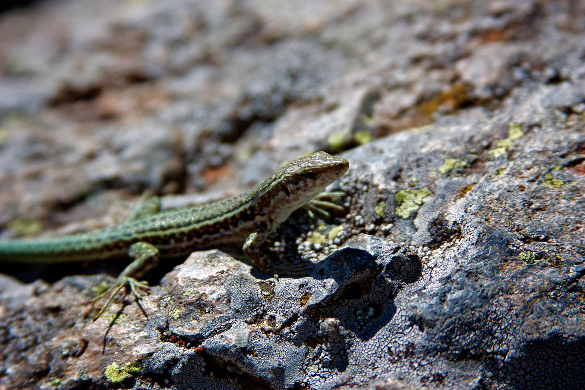 Canon EF 28-135mm F3.5-5.6 IS USM sample photo. Corsica photography