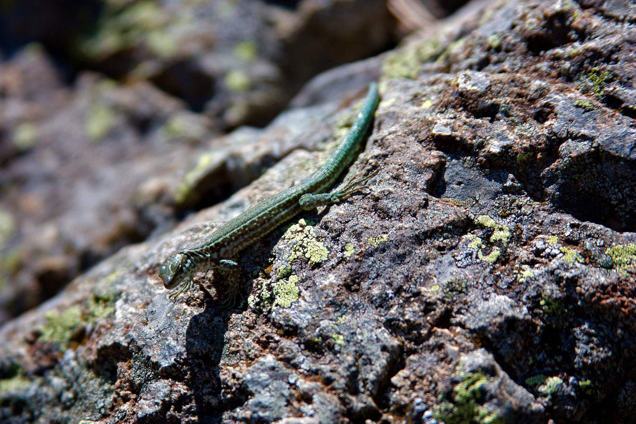 Canon EF 28-135mm F3.5-5.6 IS USM sample photo. Corsica photography