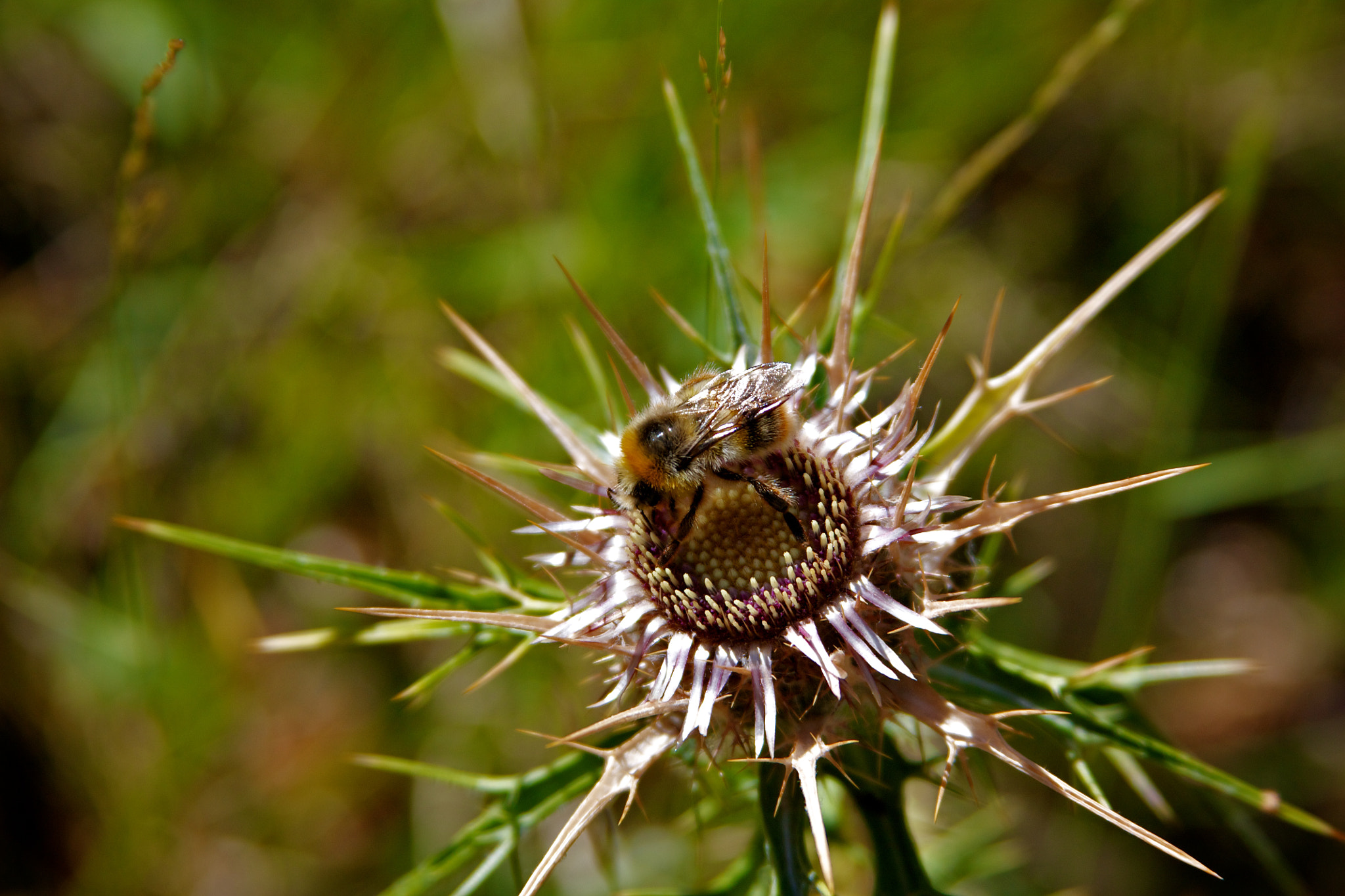 Canon EF 28-135mm F3.5-5.6 IS USM sample photo. Corsica photography