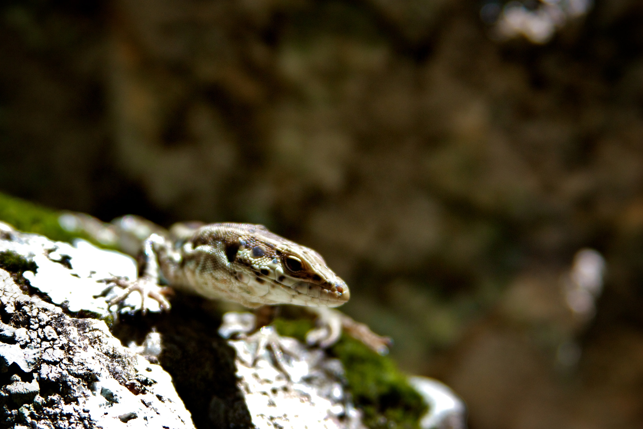 Canon EF 28-135mm F3.5-5.6 IS USM sample photo. Corsica photography