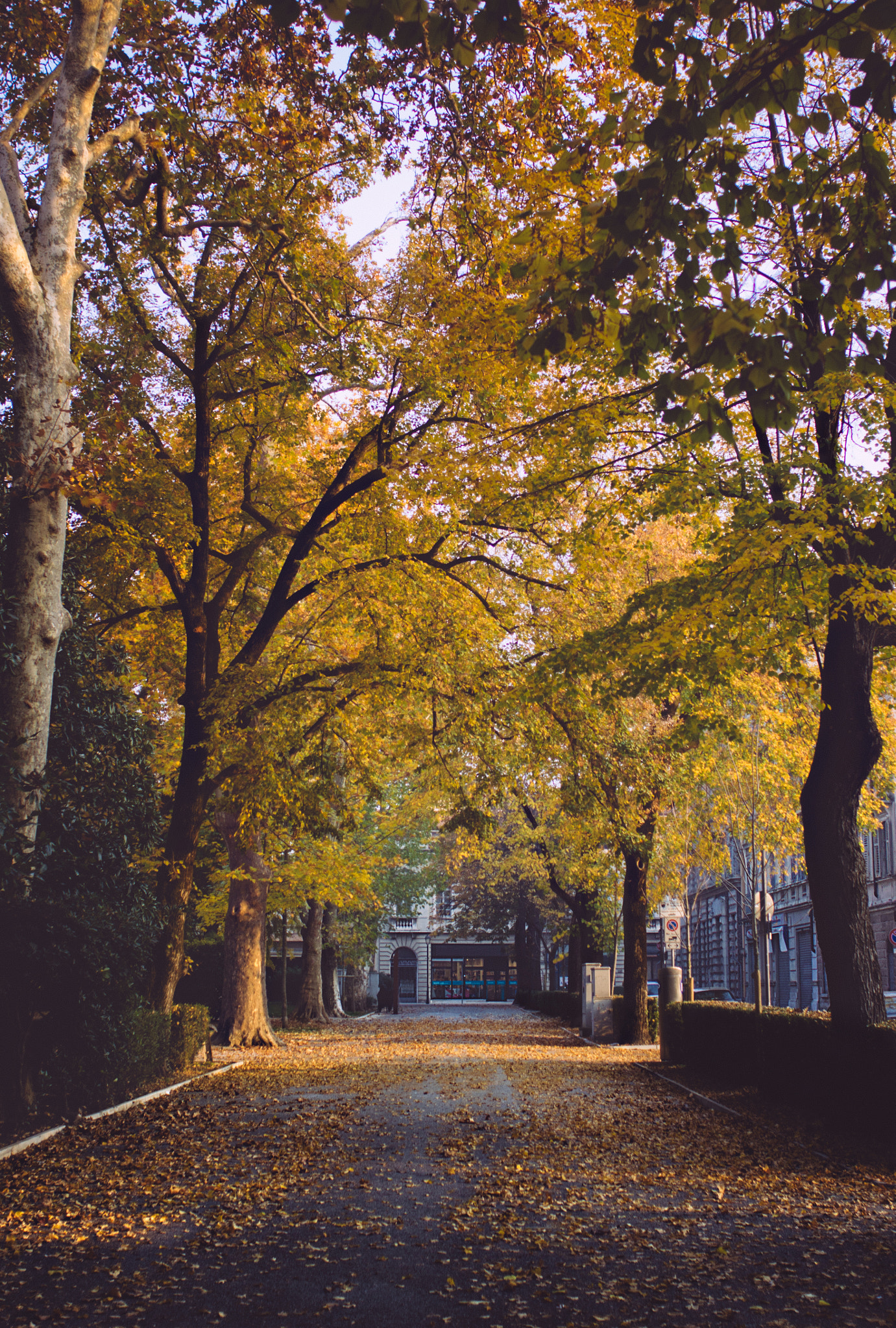 Canon EOS 50D + Canon EF 28mm F2.8 sample photo. Autumn in gorizia photography