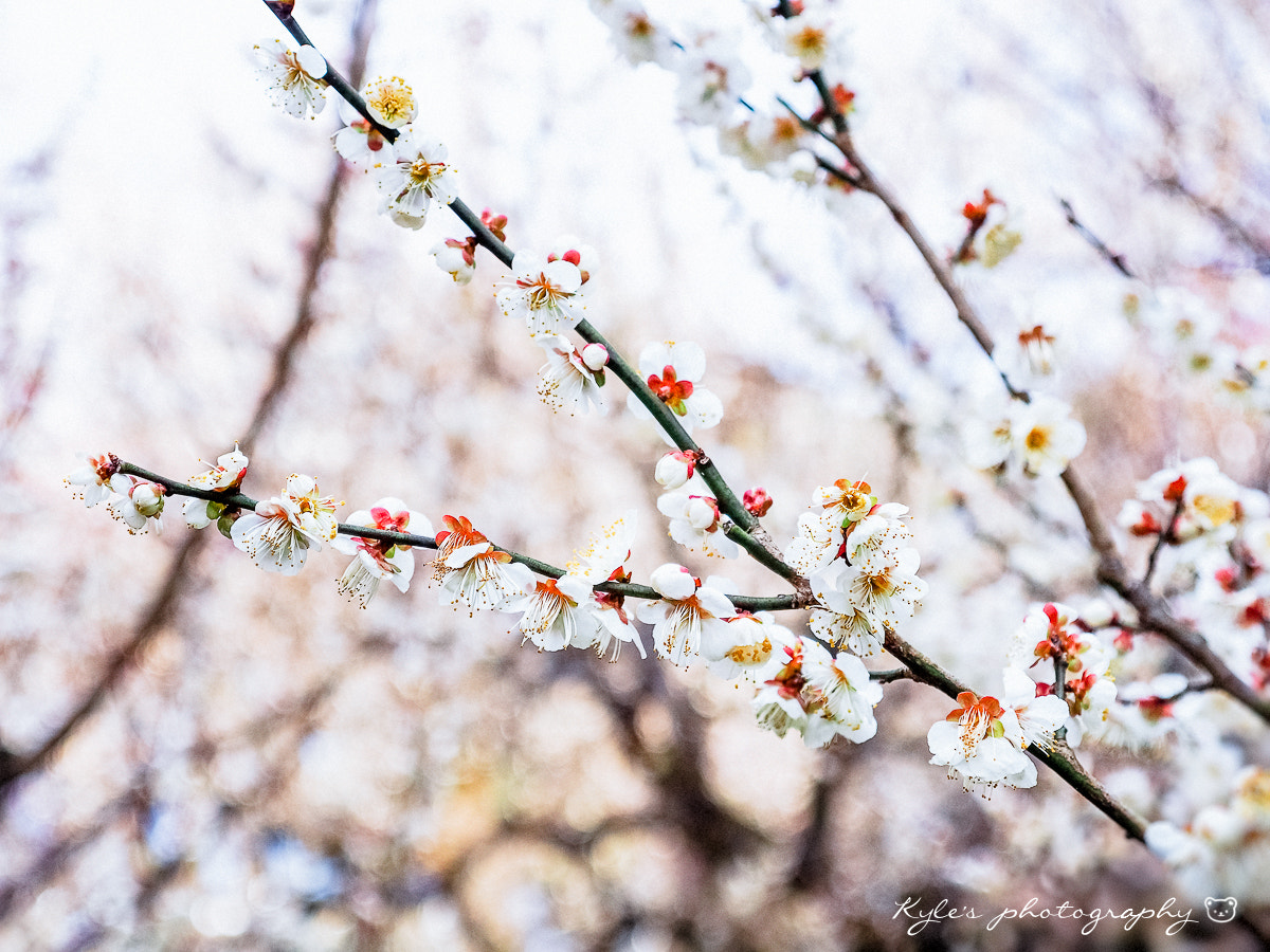 Olympus OM-D E-M1 + Olympus Zuiko Digital 14-54mm F2.8-3.5 II sample photo. 白梅＠梅林寺 photography