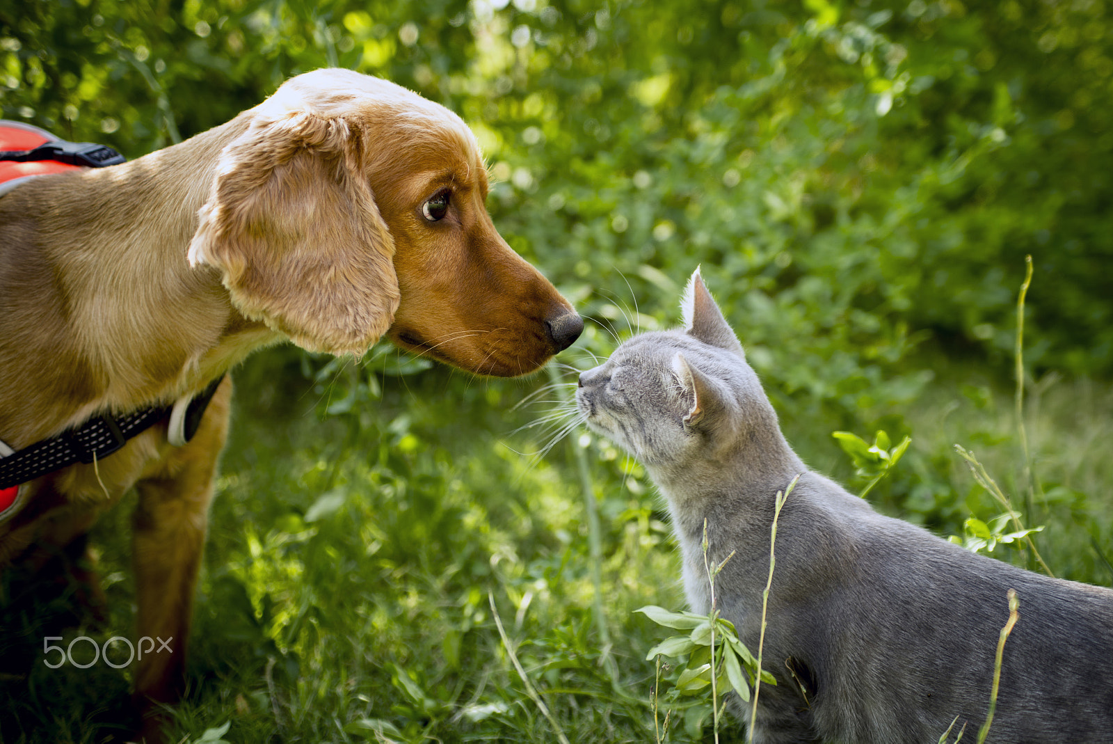 Nikon D610 + Sigma 24-70mm F2.8 EX DG Macro sample photo. Golden cocker and cat photography