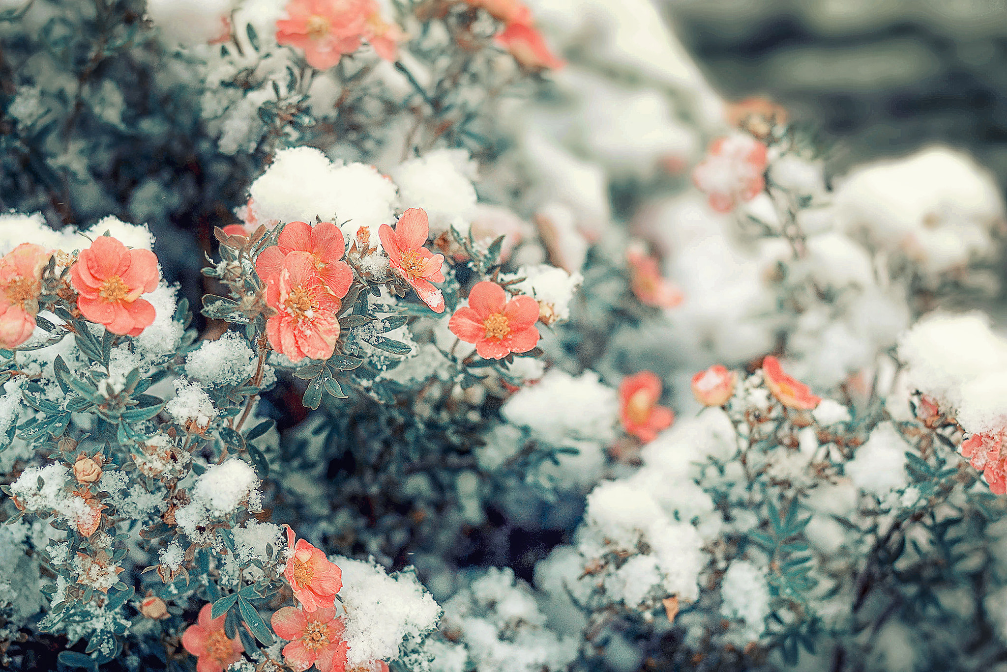Sony SLT-A77 + Minolta AF 50mm F1.4 [New] sample photo. Snow flower photography