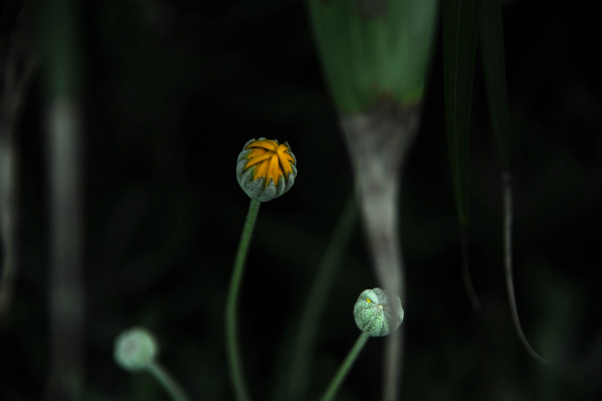 Nikon D3S sample photo. ...香港花卉展覽 2016 (6)... photography