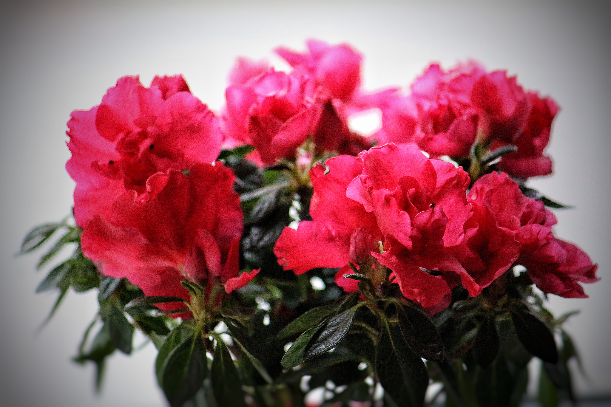 Canon EF-S 55-250mm F4-5.6 IS sample photo. Red photography