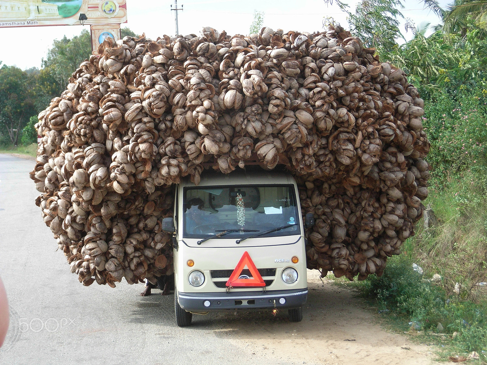 Ricoh Caplio R5 sample photo. A lovely bunch of coconuts photography