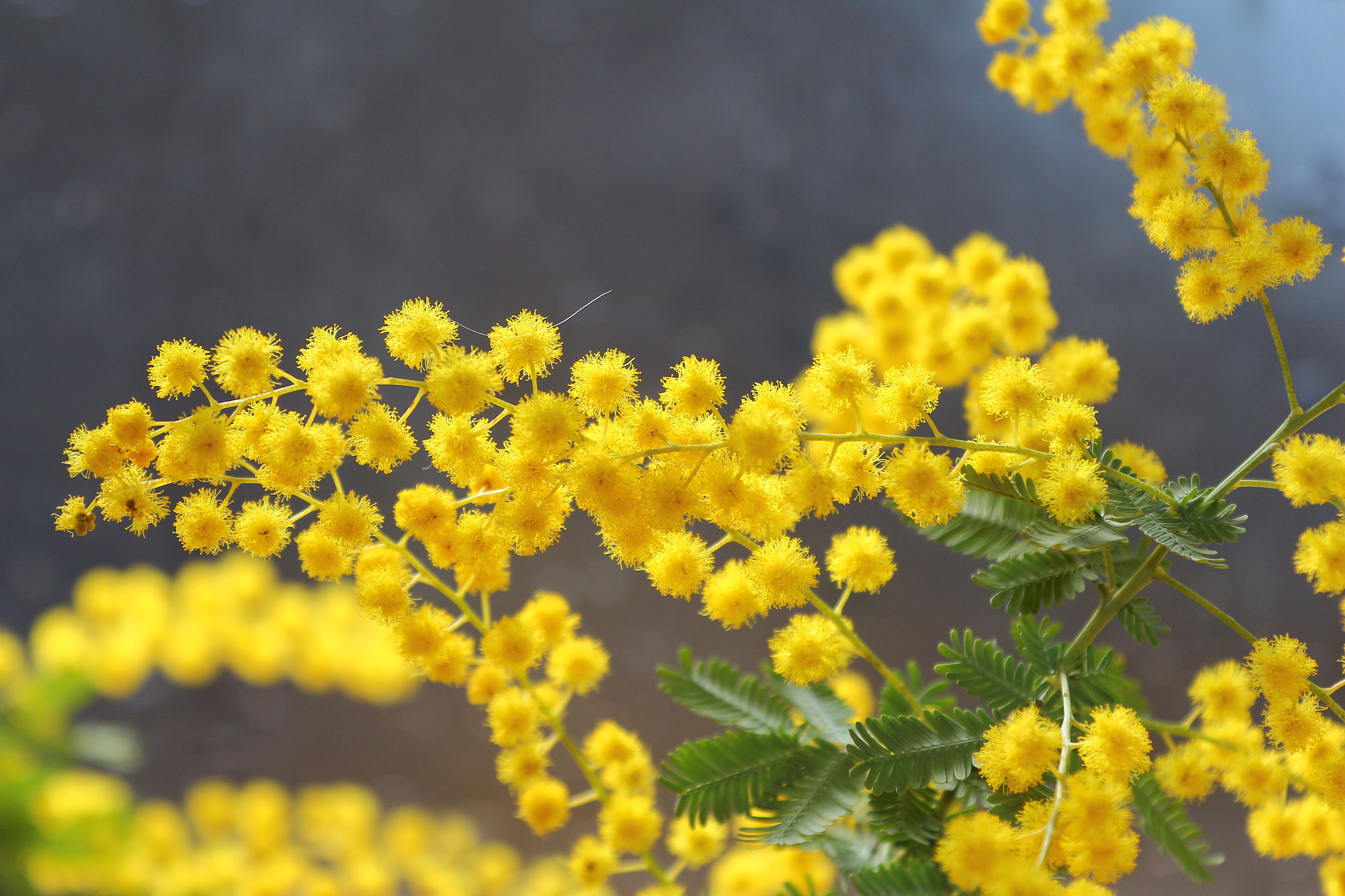 Canon EOS 650D (EOS Rebel T4i / EOS Kiss X6i) sample photo. Mimosa : 2 photography