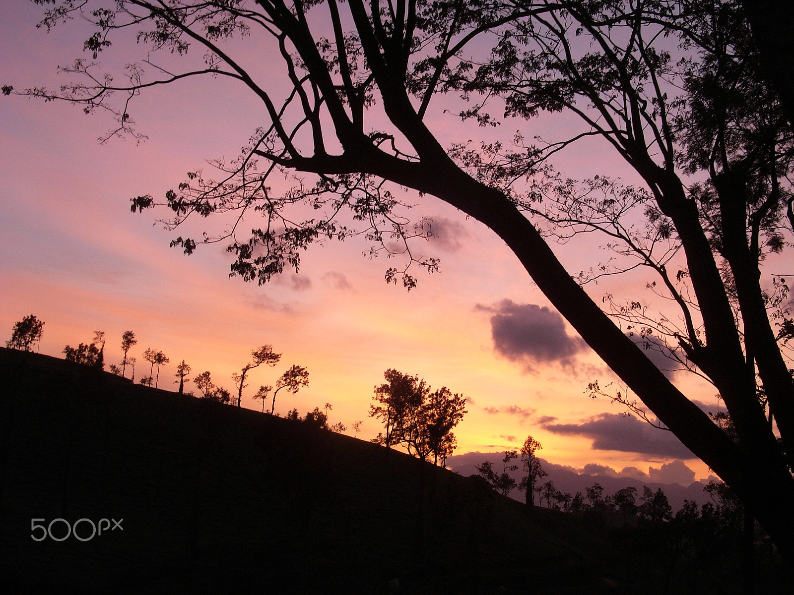 Ricoh Caplio R5 sample photo. Tea plantation at dusk photography
