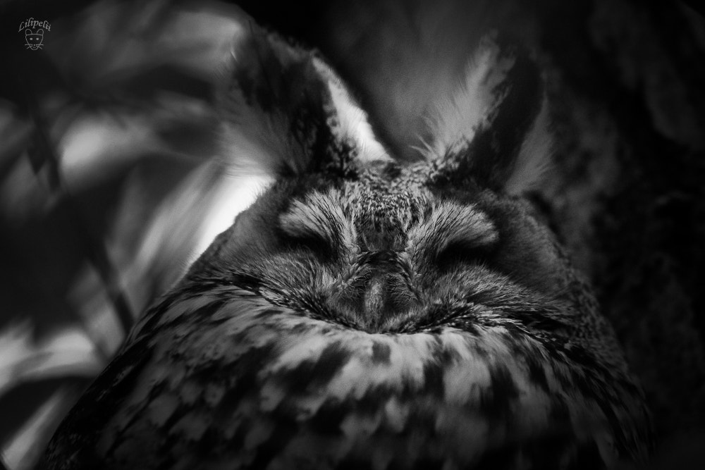 Canon EF 500mm F4L IS II USM sample photo. Ga'hoole photography