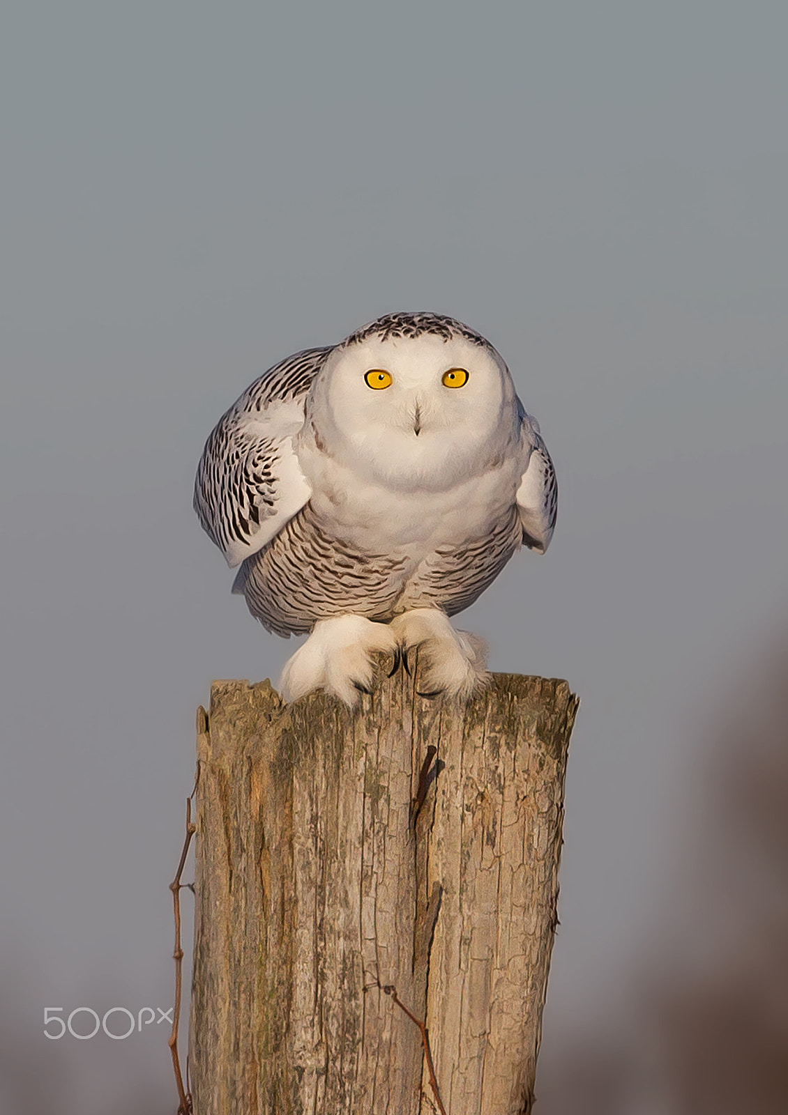 Canon EF 300mm F2.8L IS II USM sample photo. Snowy owl on post photography