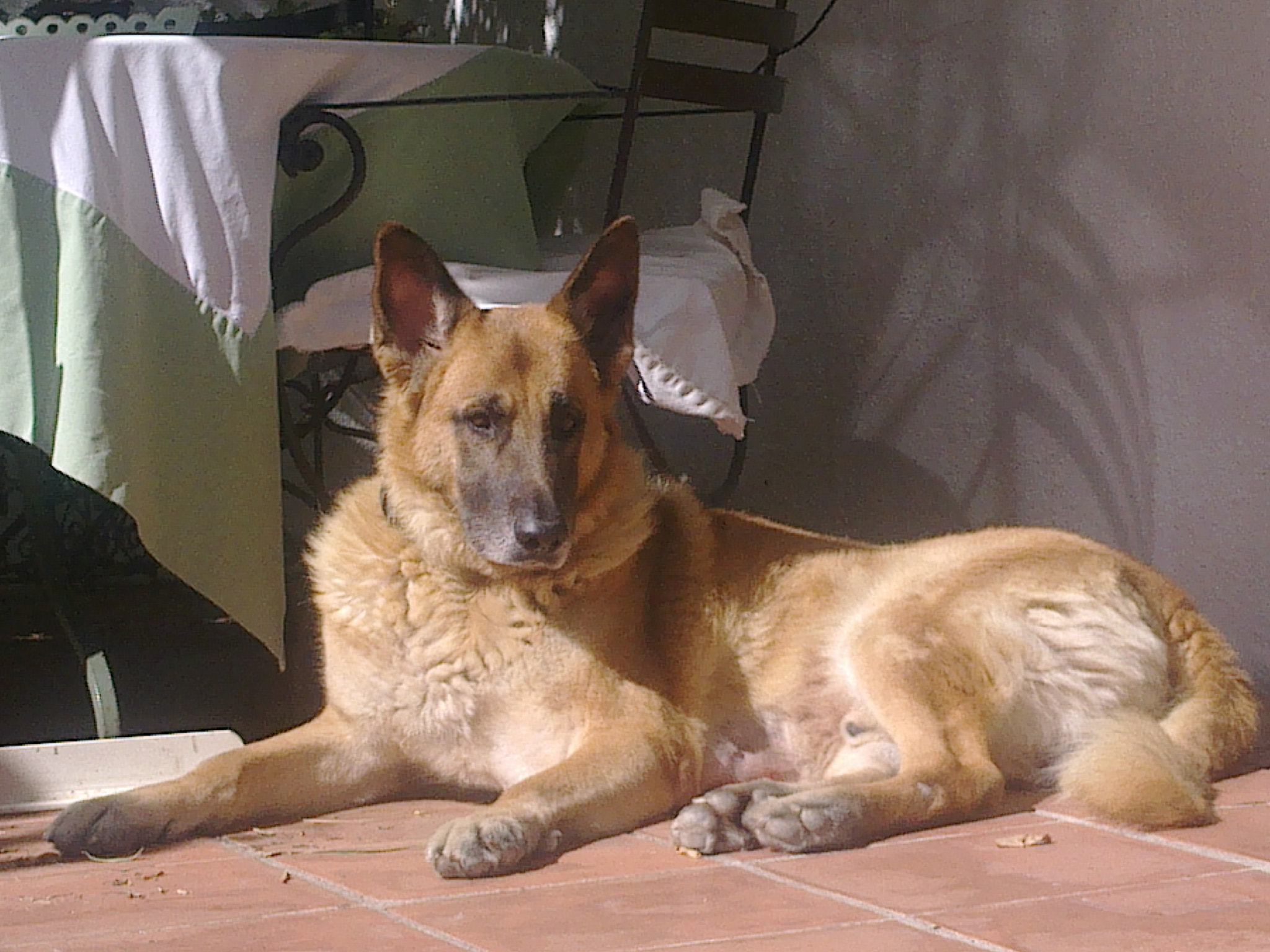 Nokia 6700s sample photo. Most beautiful dog photography