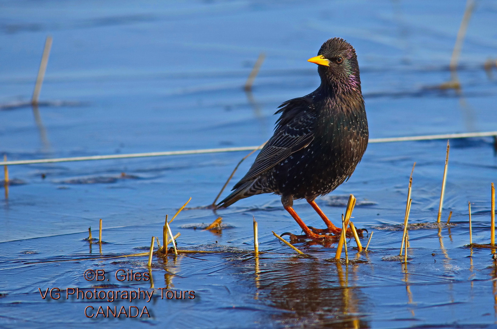 Sigma 150-500mm F5-6.3 DG OS HSM sample photo. On thin ice photography