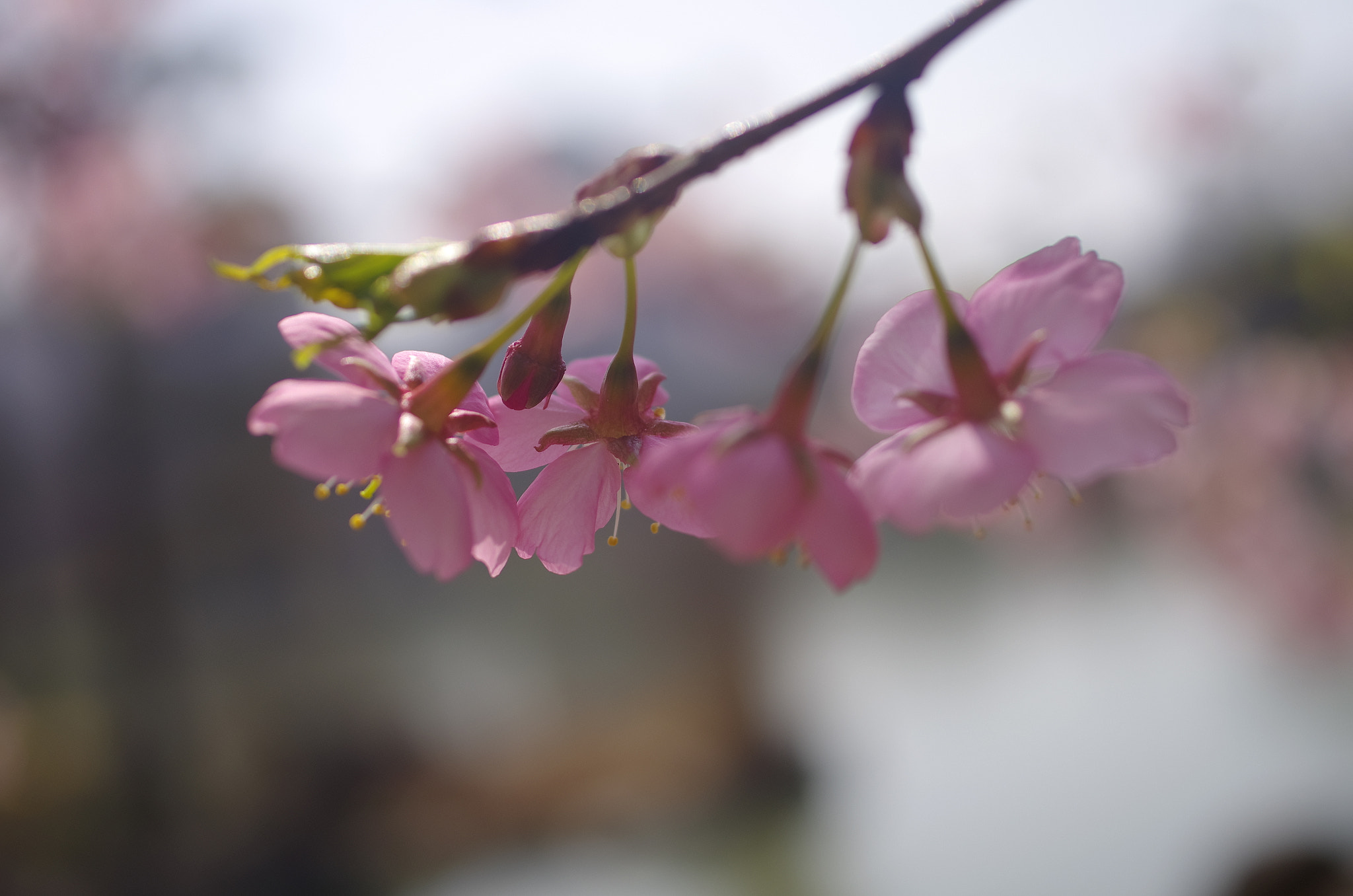 HD Pentax DA 35mm F2.8 Macro Limited sample photo. Flower photography