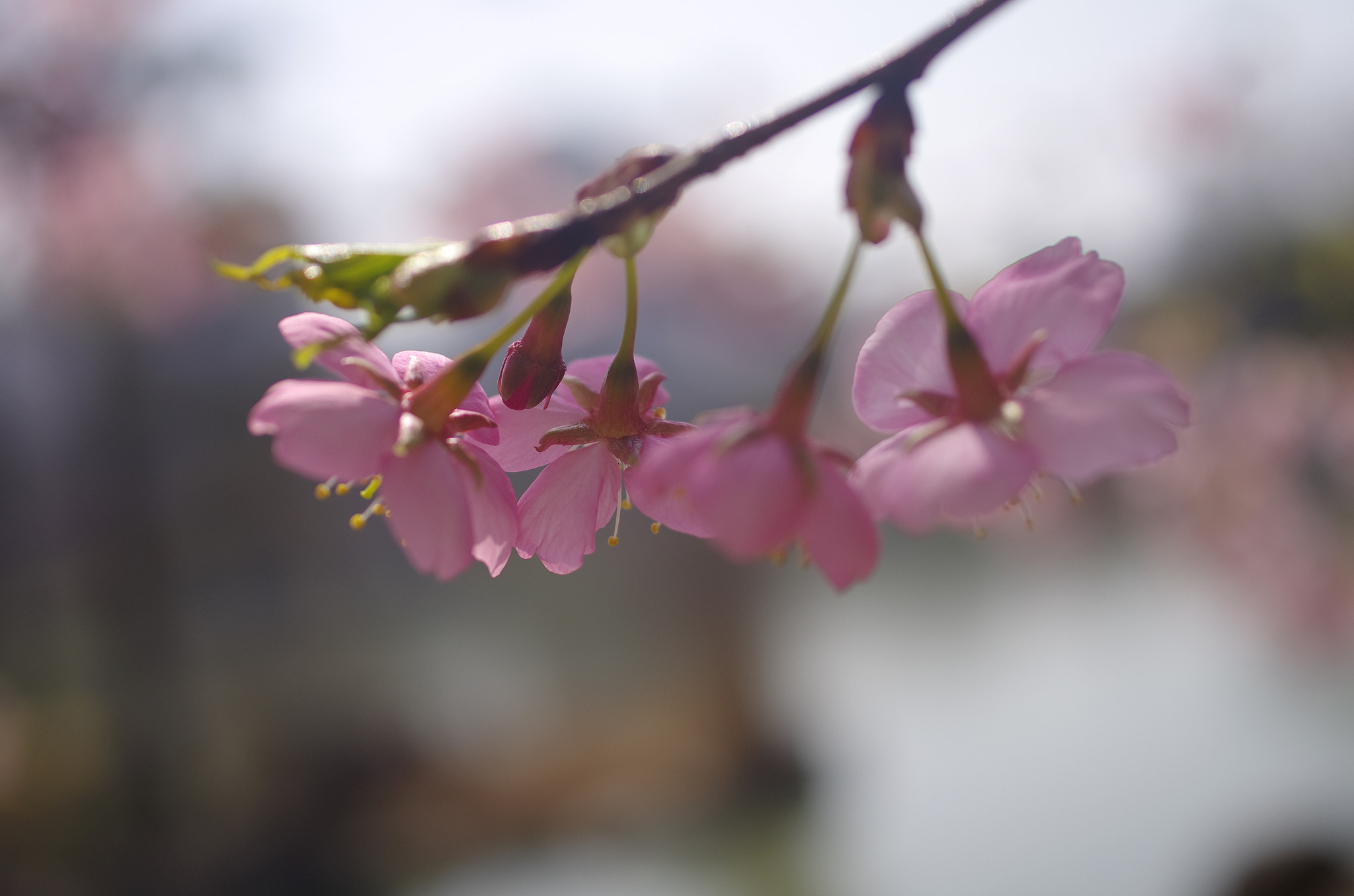 Pentax K-5 + HD Pentax DA 35mm F2.8 Macro Limited sample photo. Flower photography