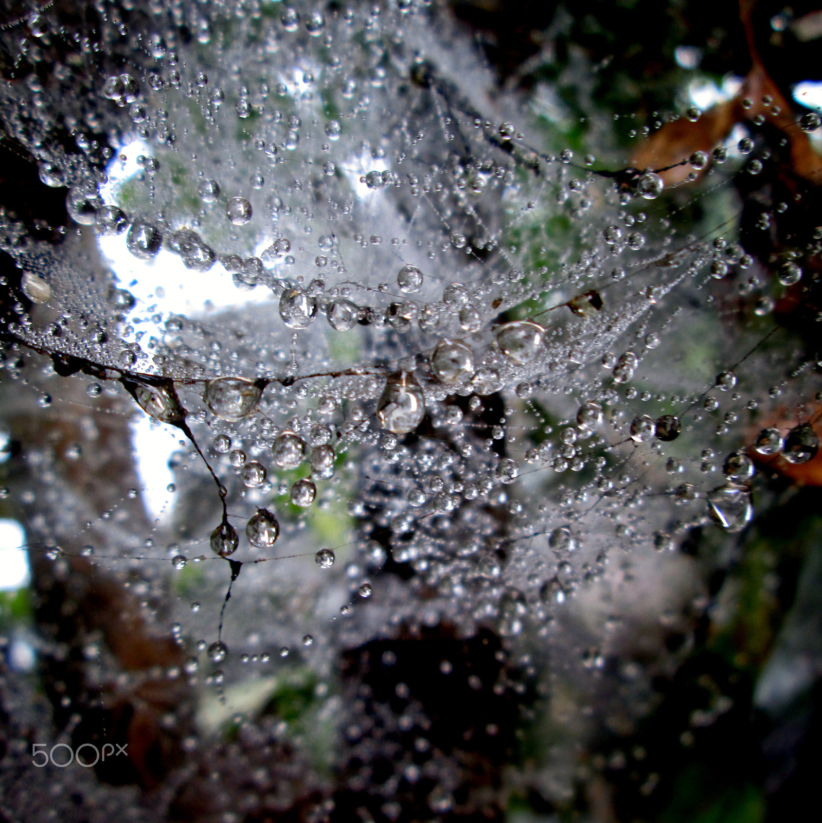 Canon PowerShot A2400 IS sample photo. Spider's web photography