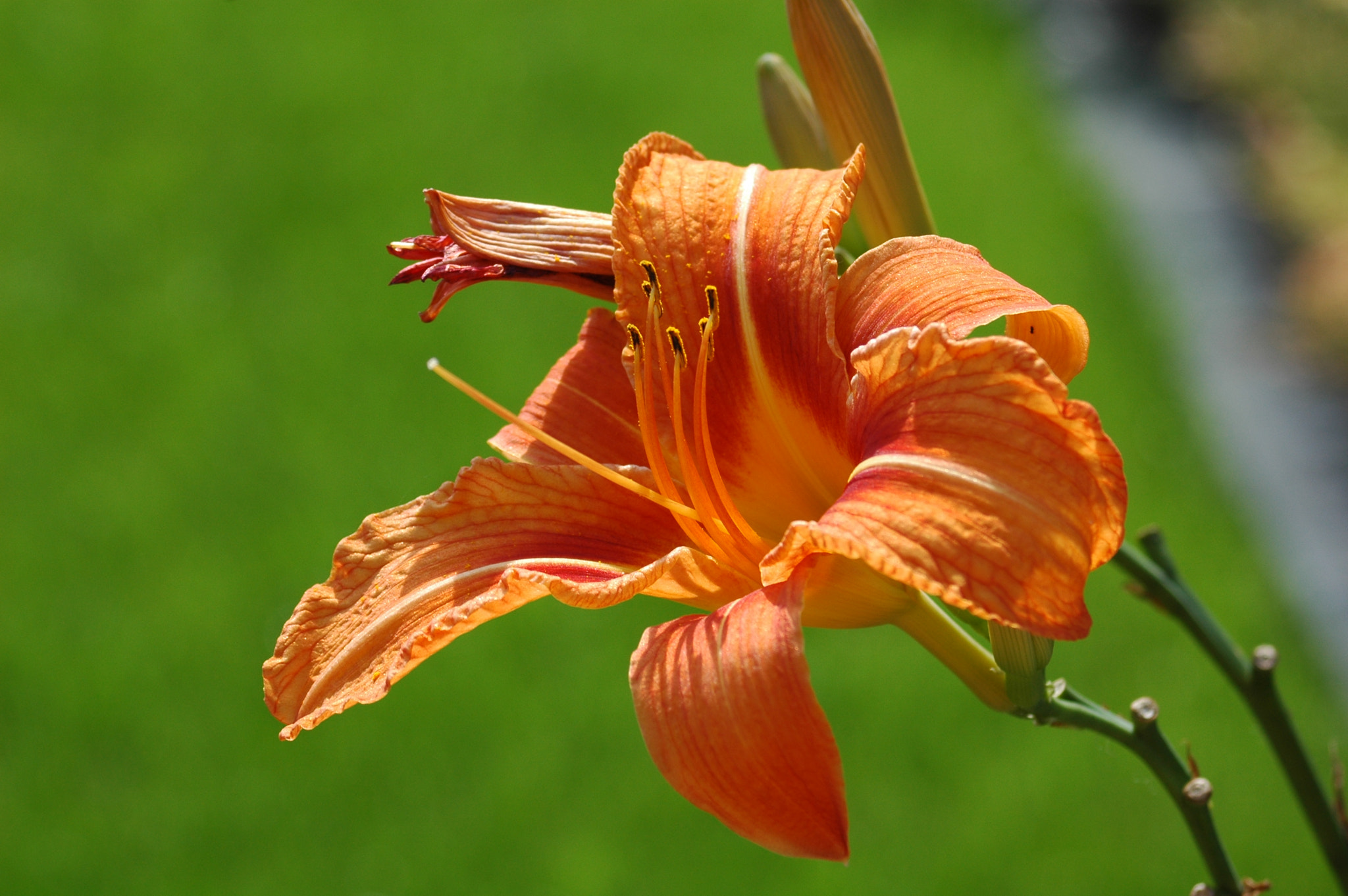 AF Zoom-Nikkor 28-100mm f/3.5-5.6G sample photo. Flower photography