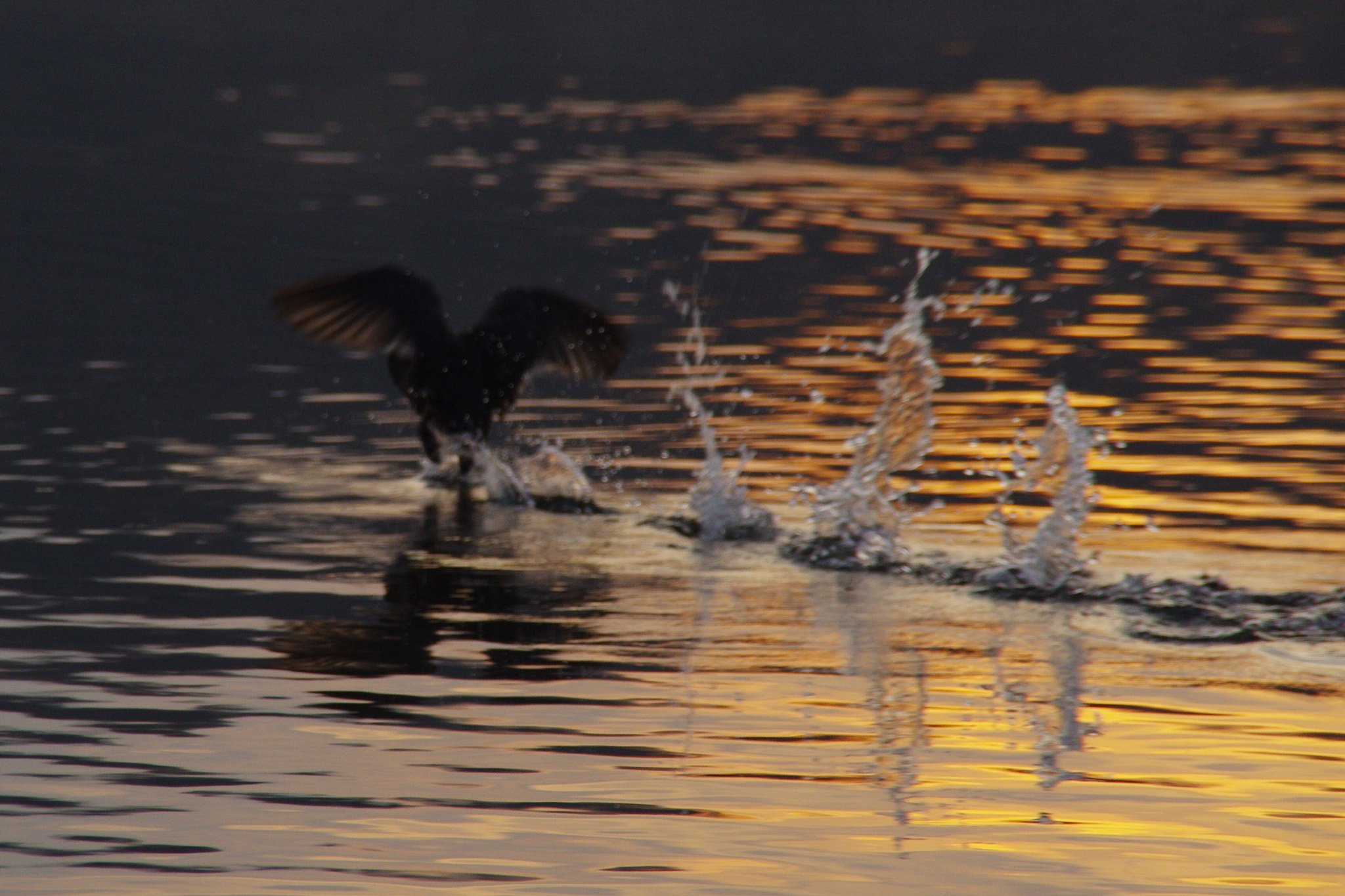 Tamron AF 18-200mm F3.5-6.3 XR Di II LD Aspherical (IF) Macro sample photo. Run on water photography