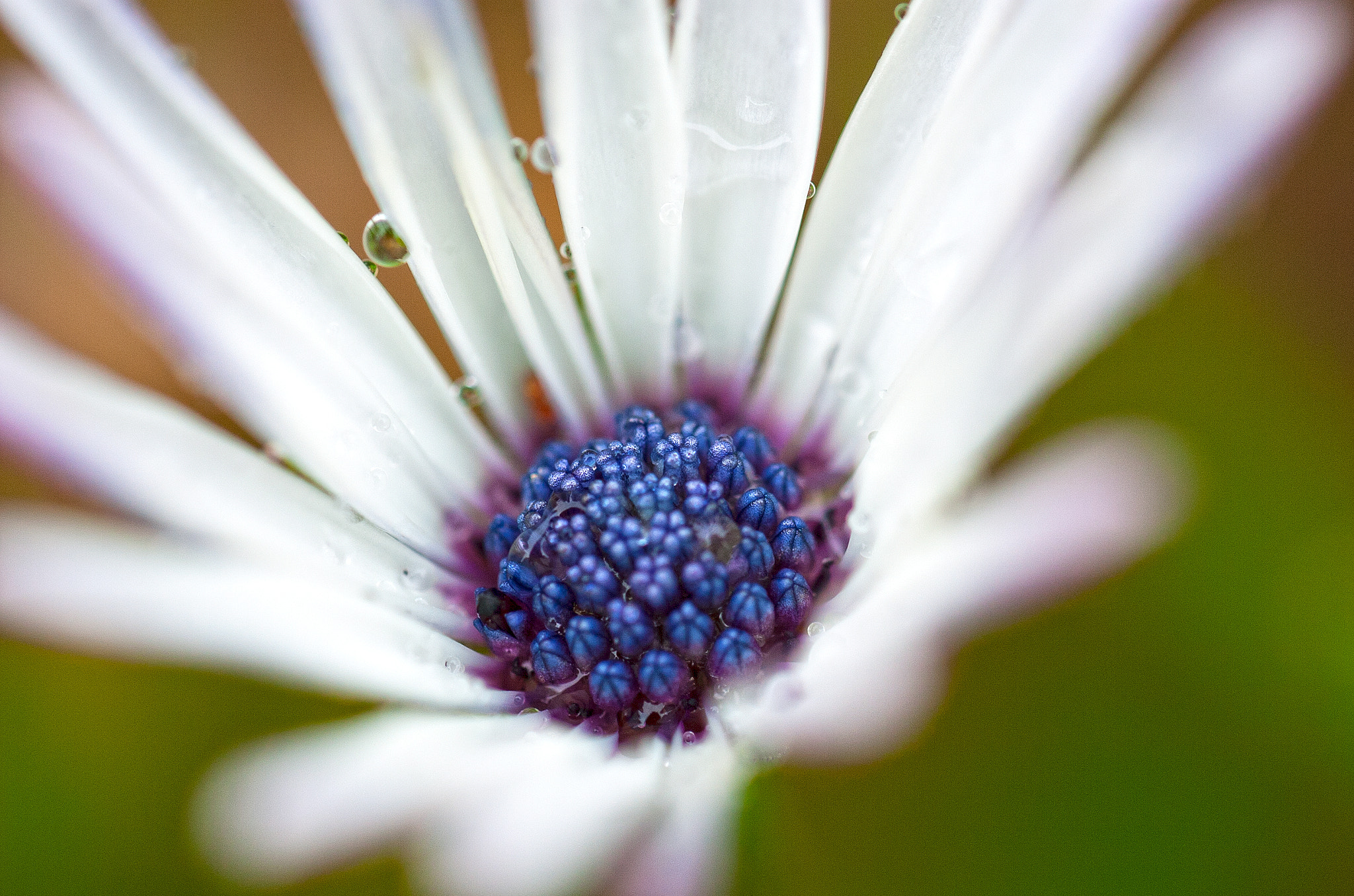 Nikon D2Hs sample photo