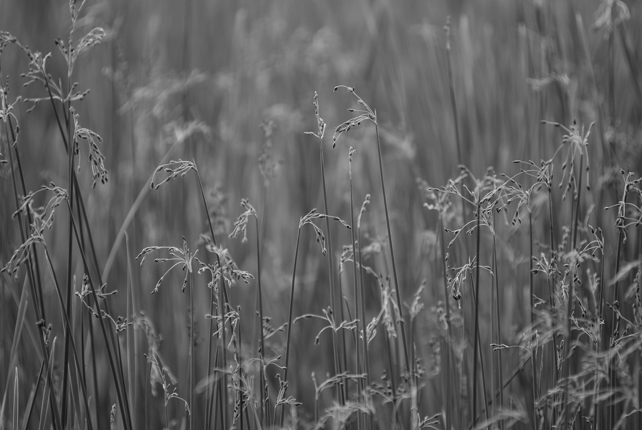 Nikon AF-Nikkor 80-200mm F2.8D ED sample photo. Just grass photography