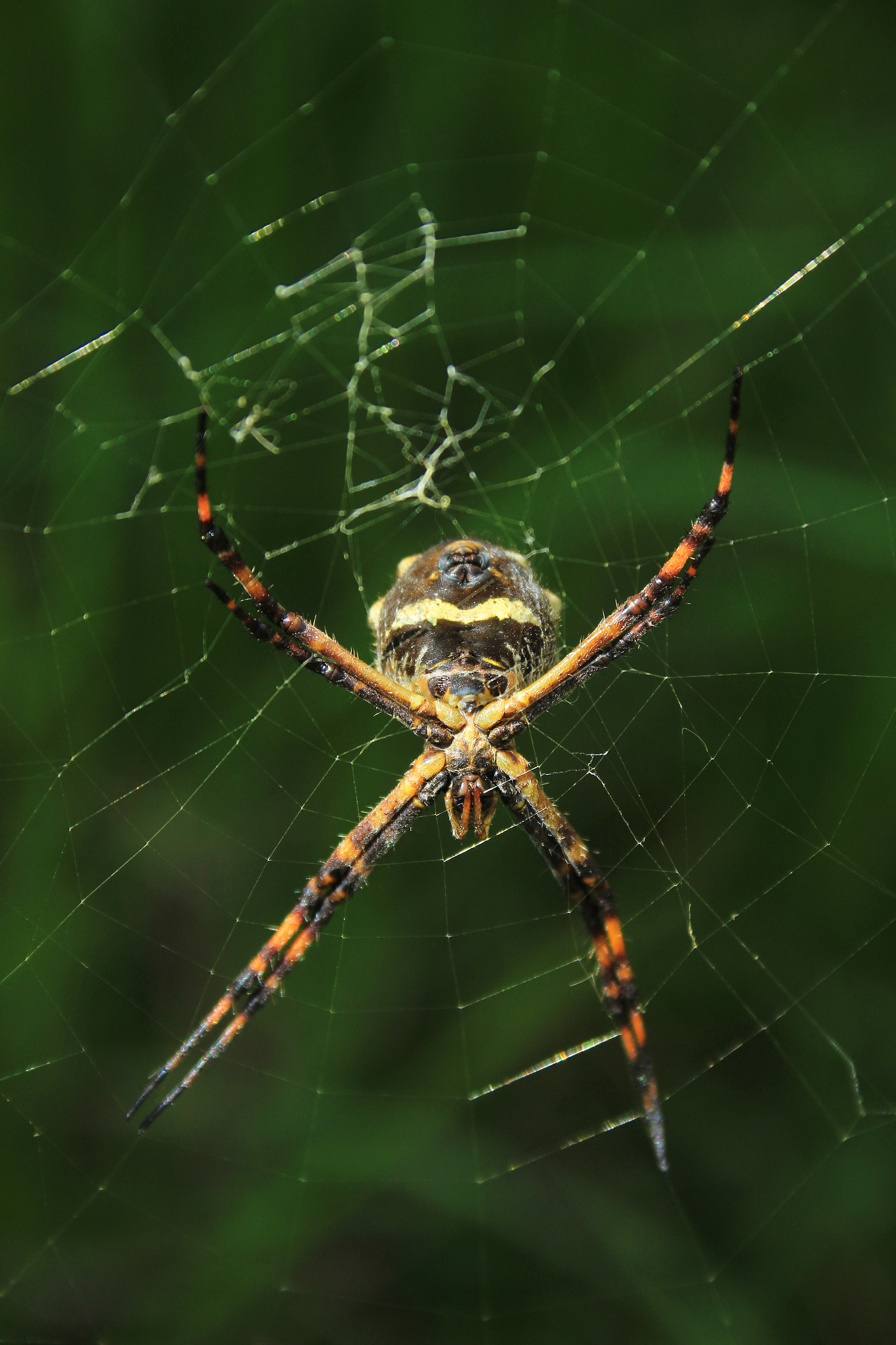 Canon EF-S 18-55mm F3.5-5.6 sample photo. Spider in a web photography