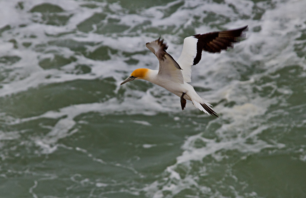 Sigma 50-500mm f/4-6.3 APO HSM EX sample photo. Australasian gannet in flight photography