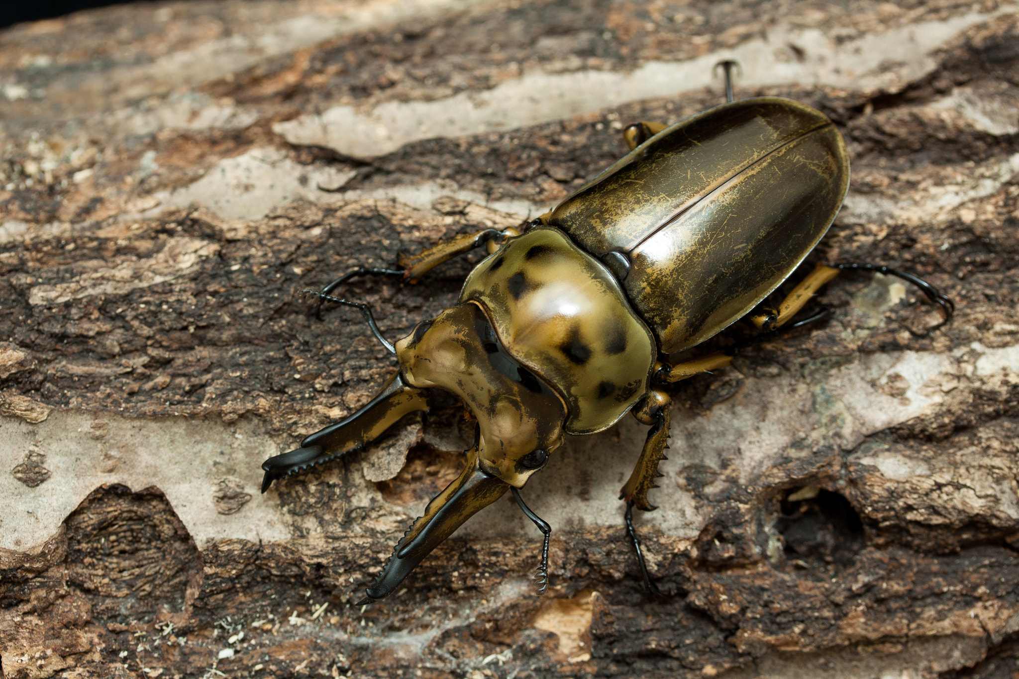 Canon EF-S 60mm F2.8 Macro USM sample photo. Allotopus moellenkampi babai photography