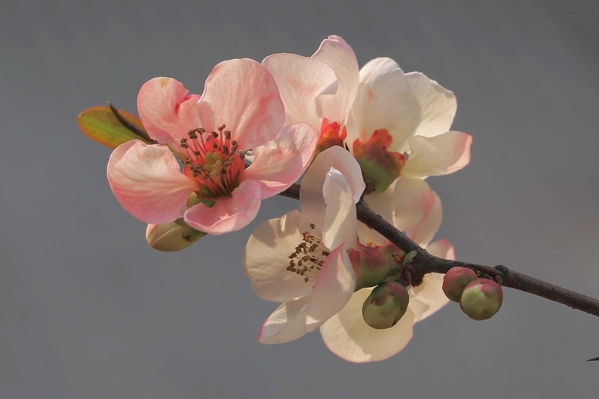 Canon EF 70-300mm F4-5.6L IS USM sample photo