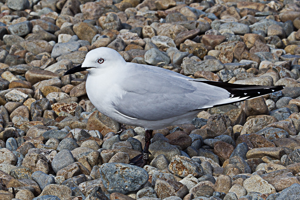 Sigma 50-500mm f/4-6.3 APO HSM EX sample photo. Black billed gull photography