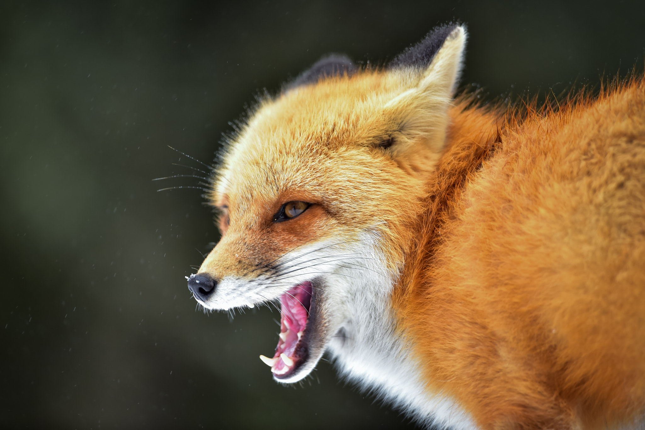 Nikon D750 + Nikon AF-S Nikkor 600mm F4G ED VR sample photo. Red fox showing fangs photography