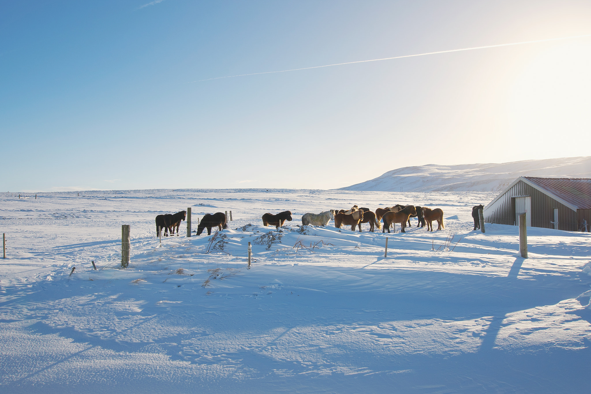 Nikon D810 + Sigma 10-20mm F3.5 EX DC HSM sample photo. Icelandic horse photography