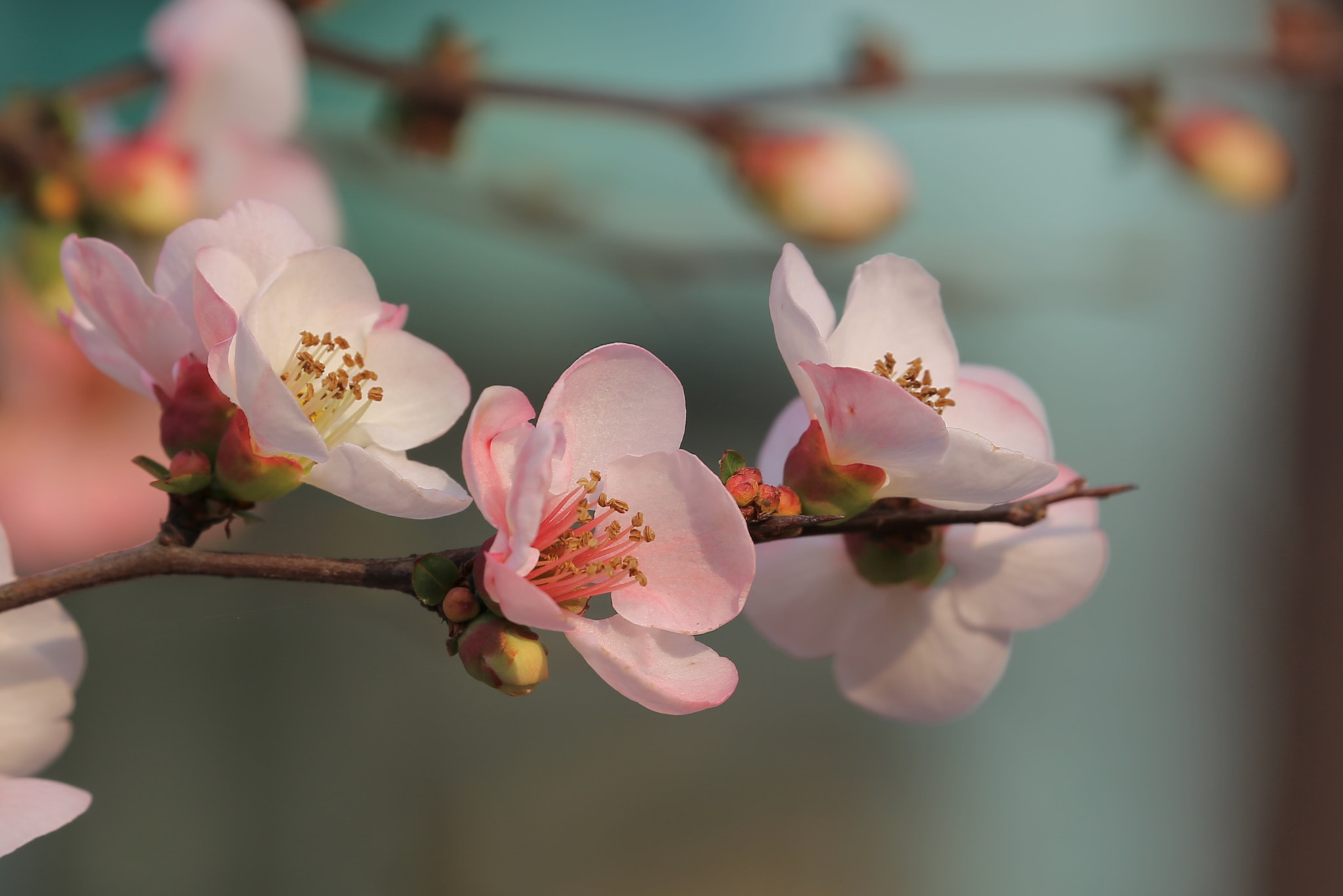 Canon EF 70-300mm F4-5.6L IS USM sample photo