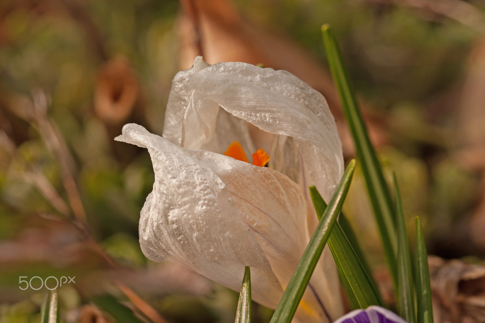 Sigma 105mm F2.8 EX DG OS HSM sample photo. Crocus photography