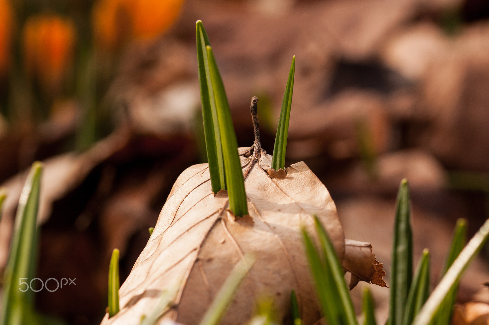Sigma 105mm F2.8 EX DG OS HSM sample photo. Pushing through the leaves photography