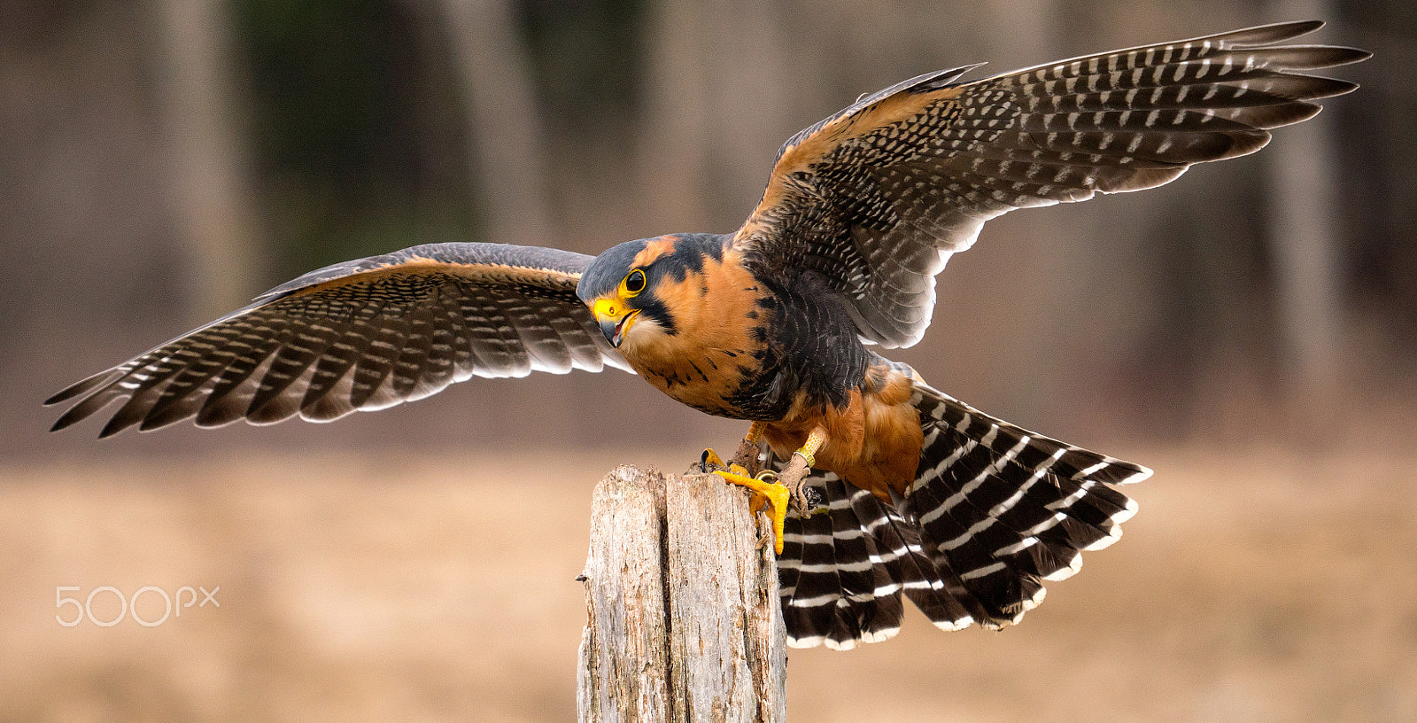 Panasonic Lumix DMC-GX8 + LEICA DG 100-400/F4.0-6.3 sample photo. Falconer's bird photography