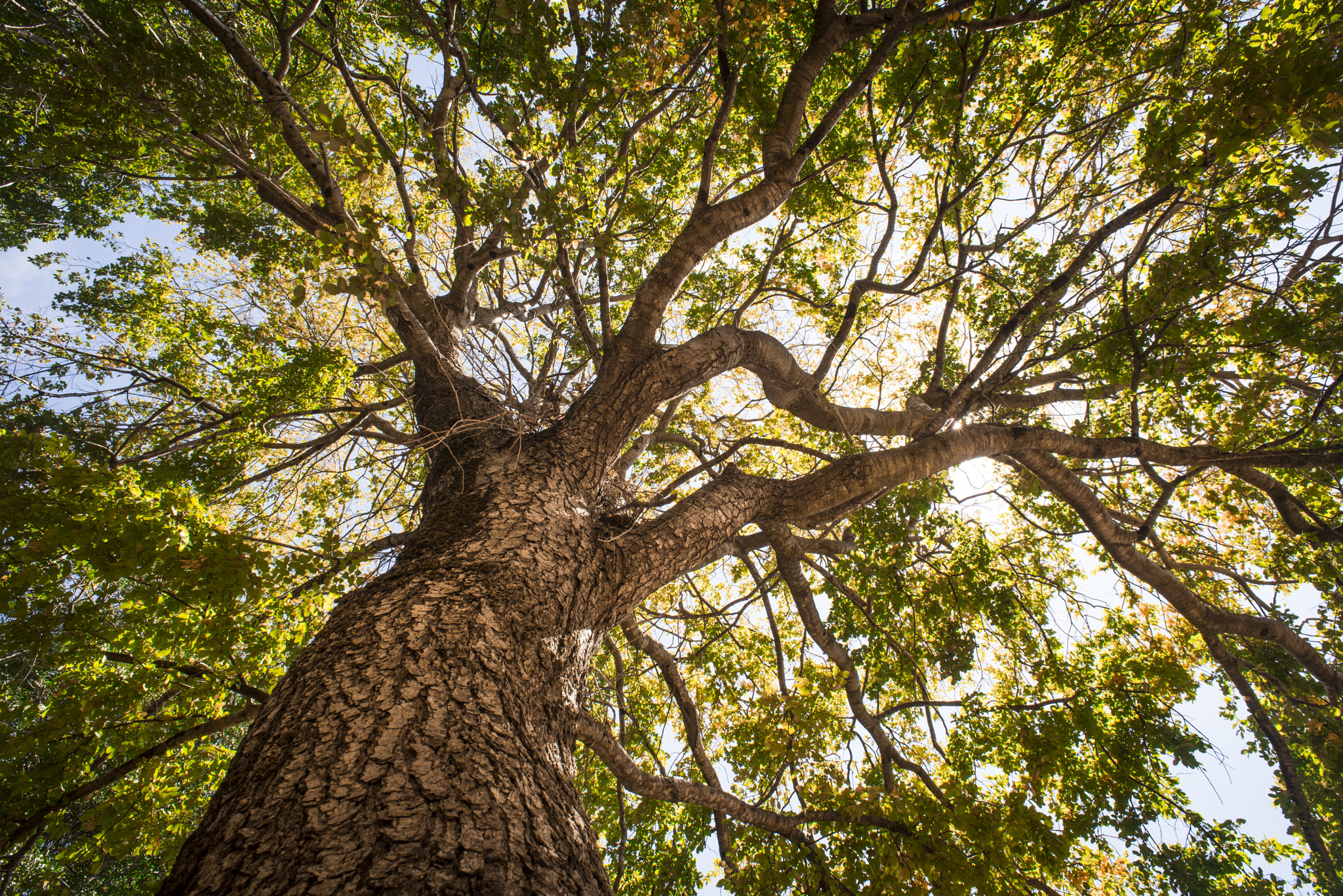 Nikon D810 + AF Nikkor 20mm f/2.8 sample photo. Color tree photography