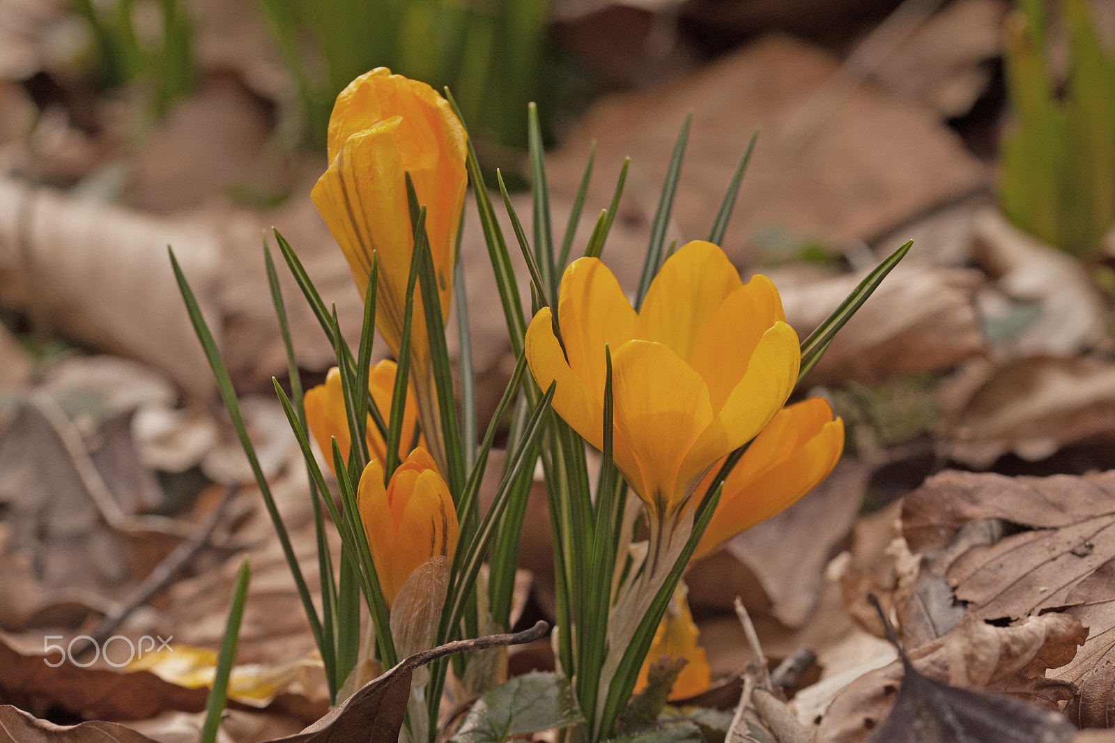Sigma 105mm F2.8 EX DG OS HSM sample photo. Croccus & leaves photography