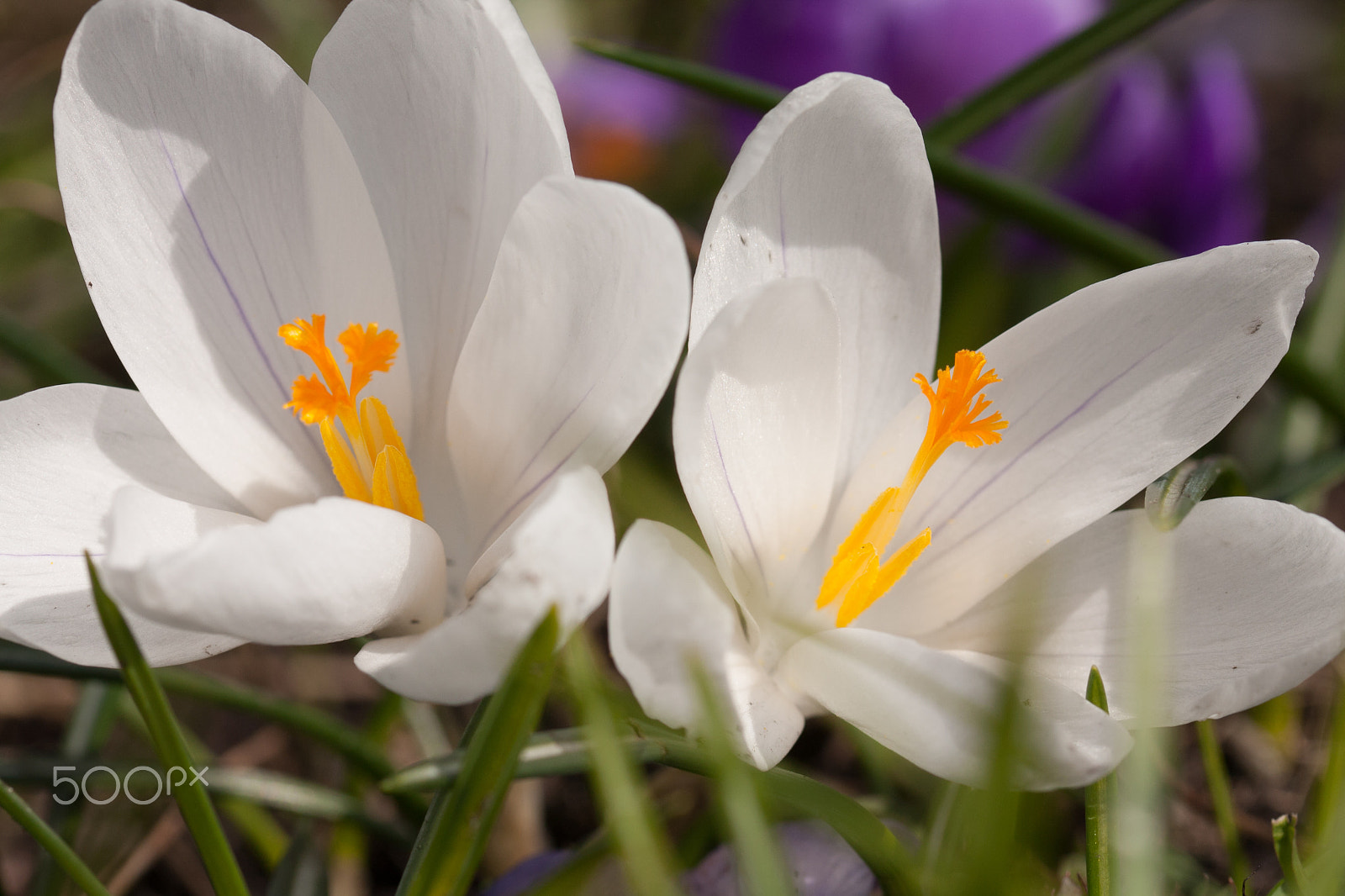 Sigma 105mm F2.8 EX DG OS HSM sample photo. Twins photography