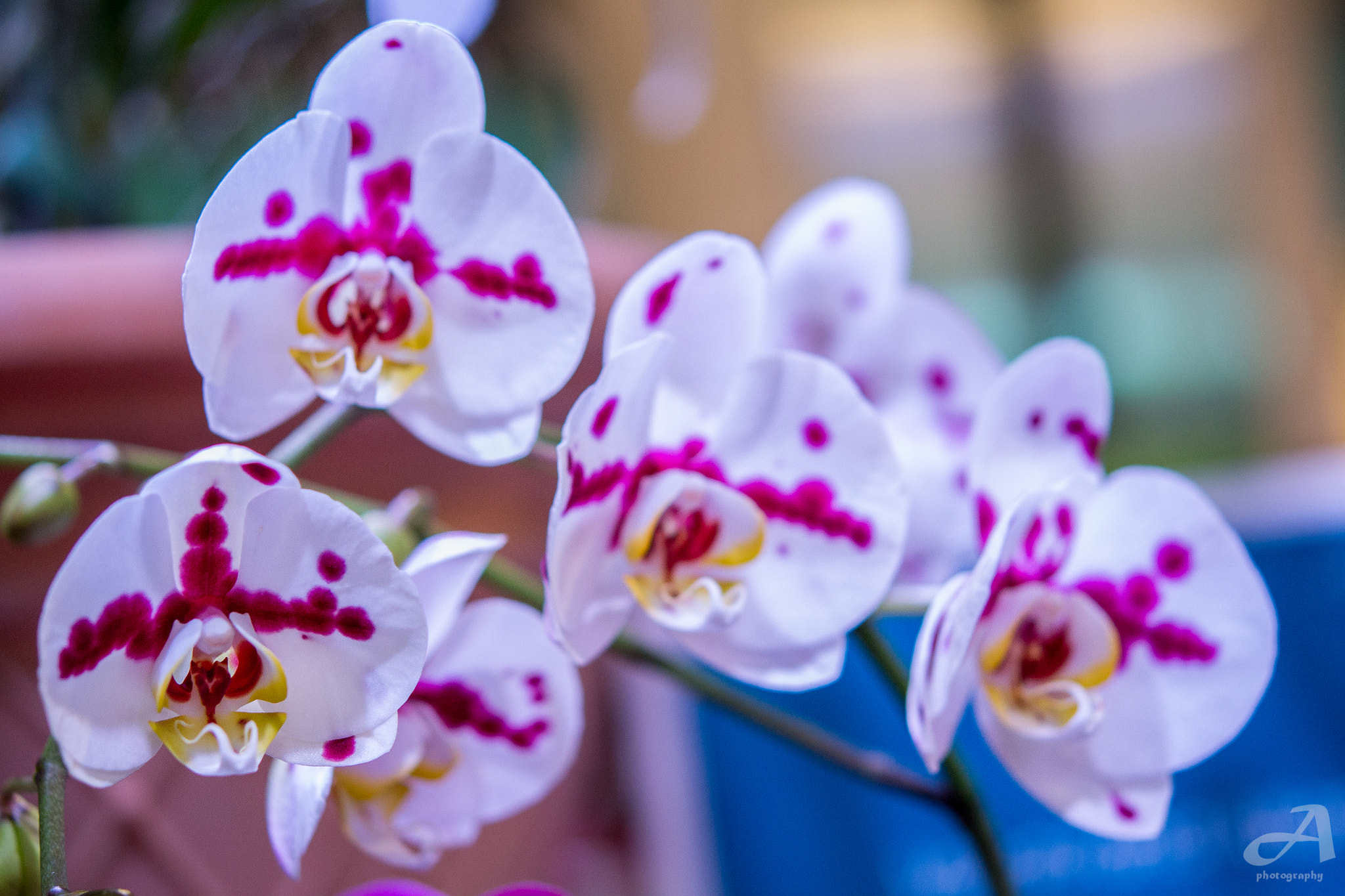 Nikon AF-S Micro-Nikkor 60mm F2.8G ED sample photo. Honors. photography