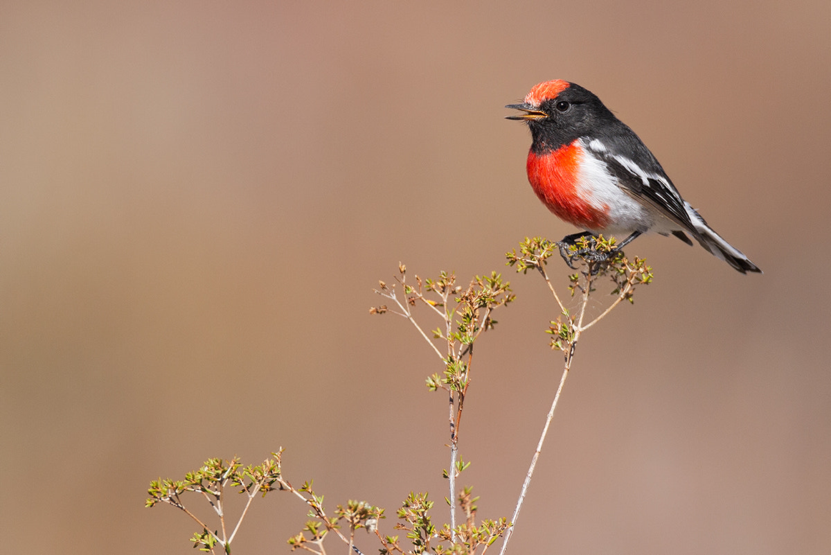 Canon EOS 7D + Canon EF 800mm F5.6L IS USM sample photo. Red-capped robin photography
