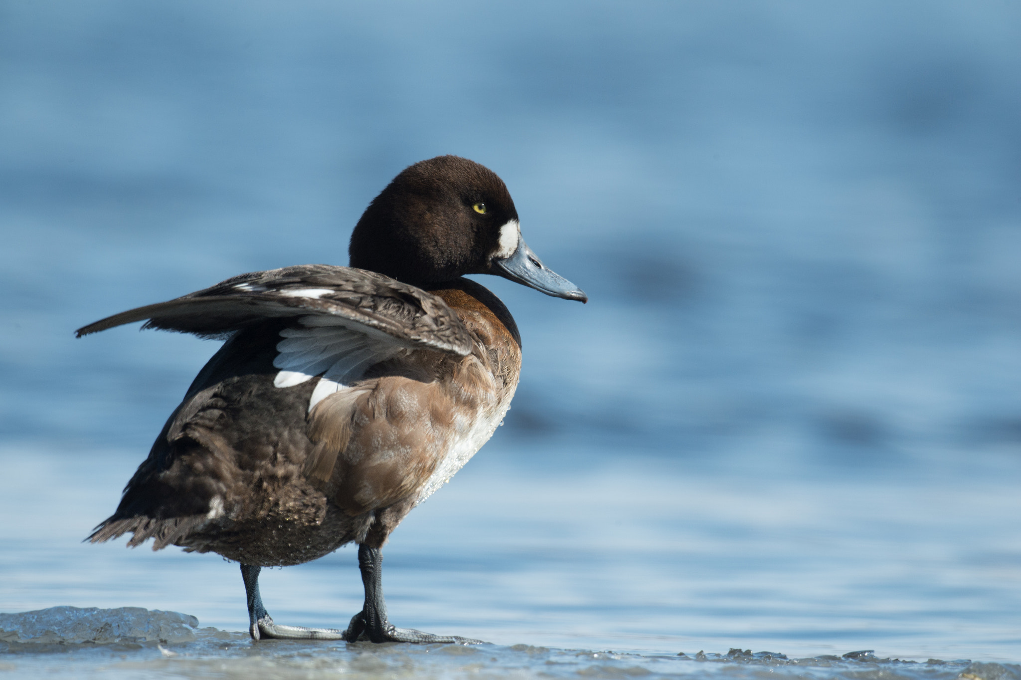 Nikon D4 + Sigma 24-60mm F2.8 EX DG sample photo. Fuligule milouinan, aythya marila, greater scaup. photography