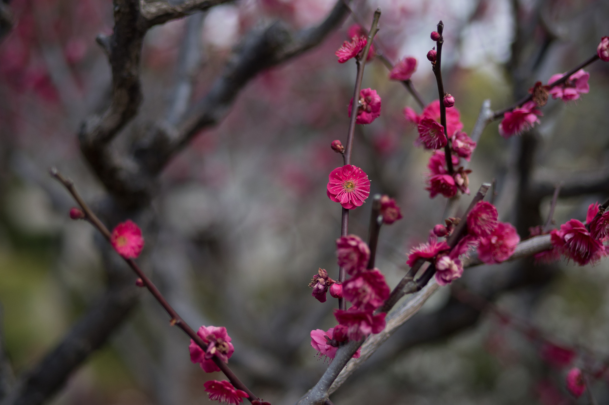 Panasonic Lumix G 42.5mm F1.7 ASPH Power OIS sample photo. Plum blossoms photography