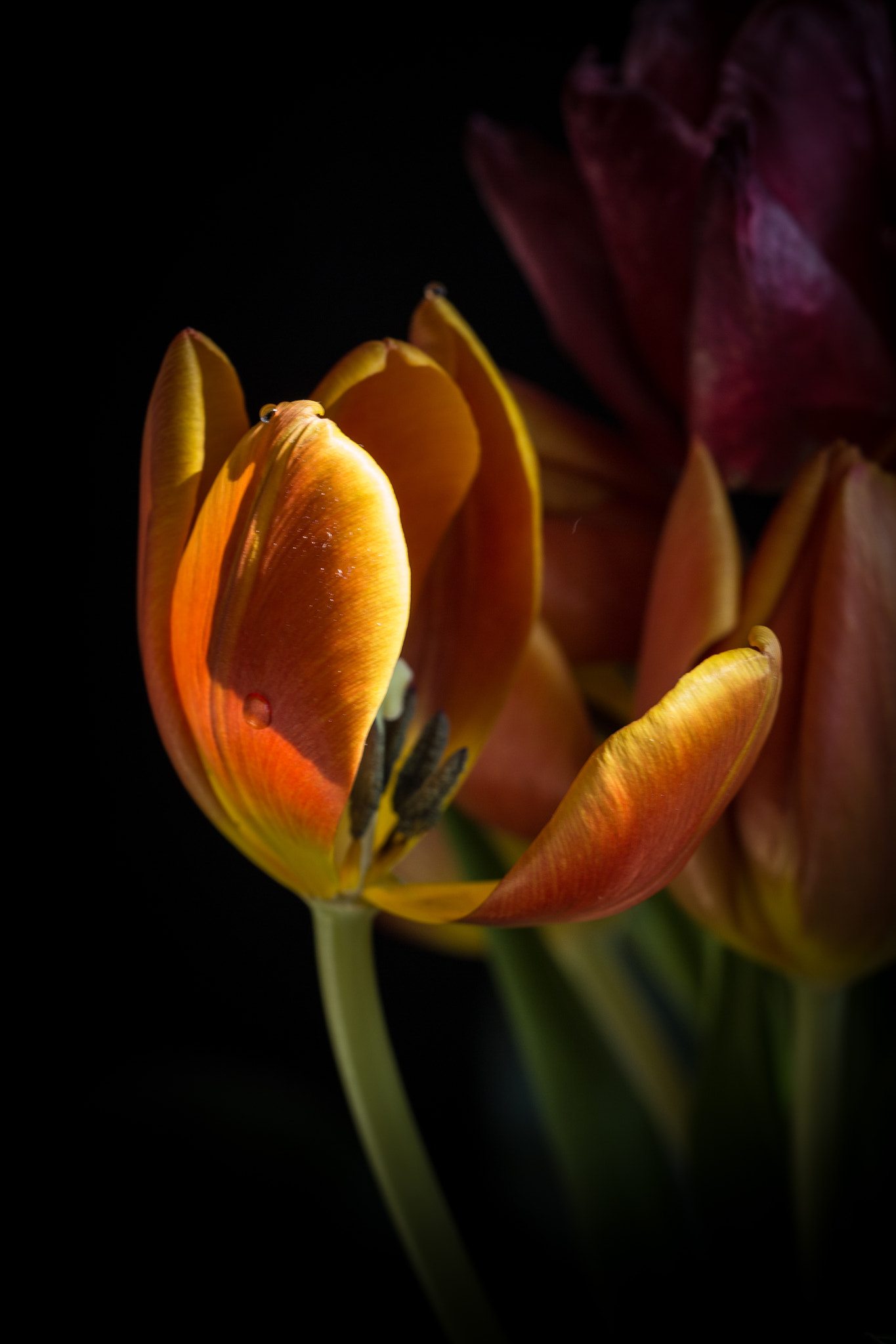 Sigma 150mm f/2.8 EX DG OS HSM APO Macro sample photo. Tulips photography