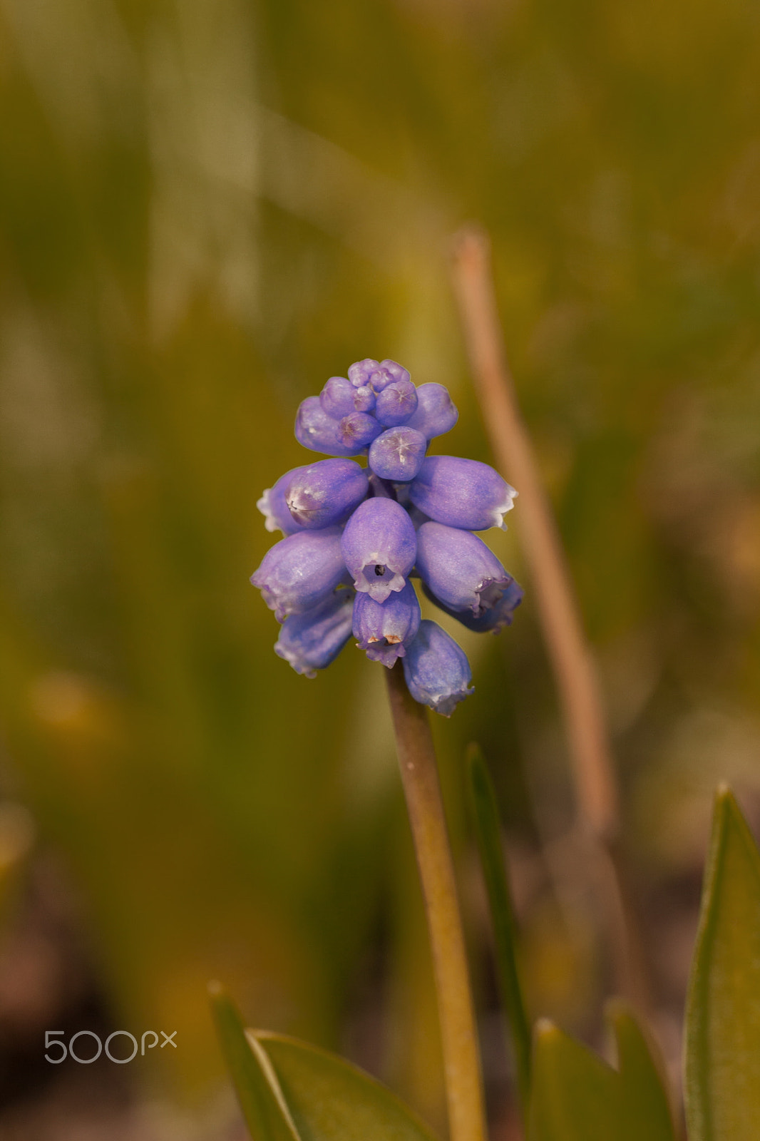 Sigma 105mm F2.8 EX DG OS HSM sample photo. Spring buds photography