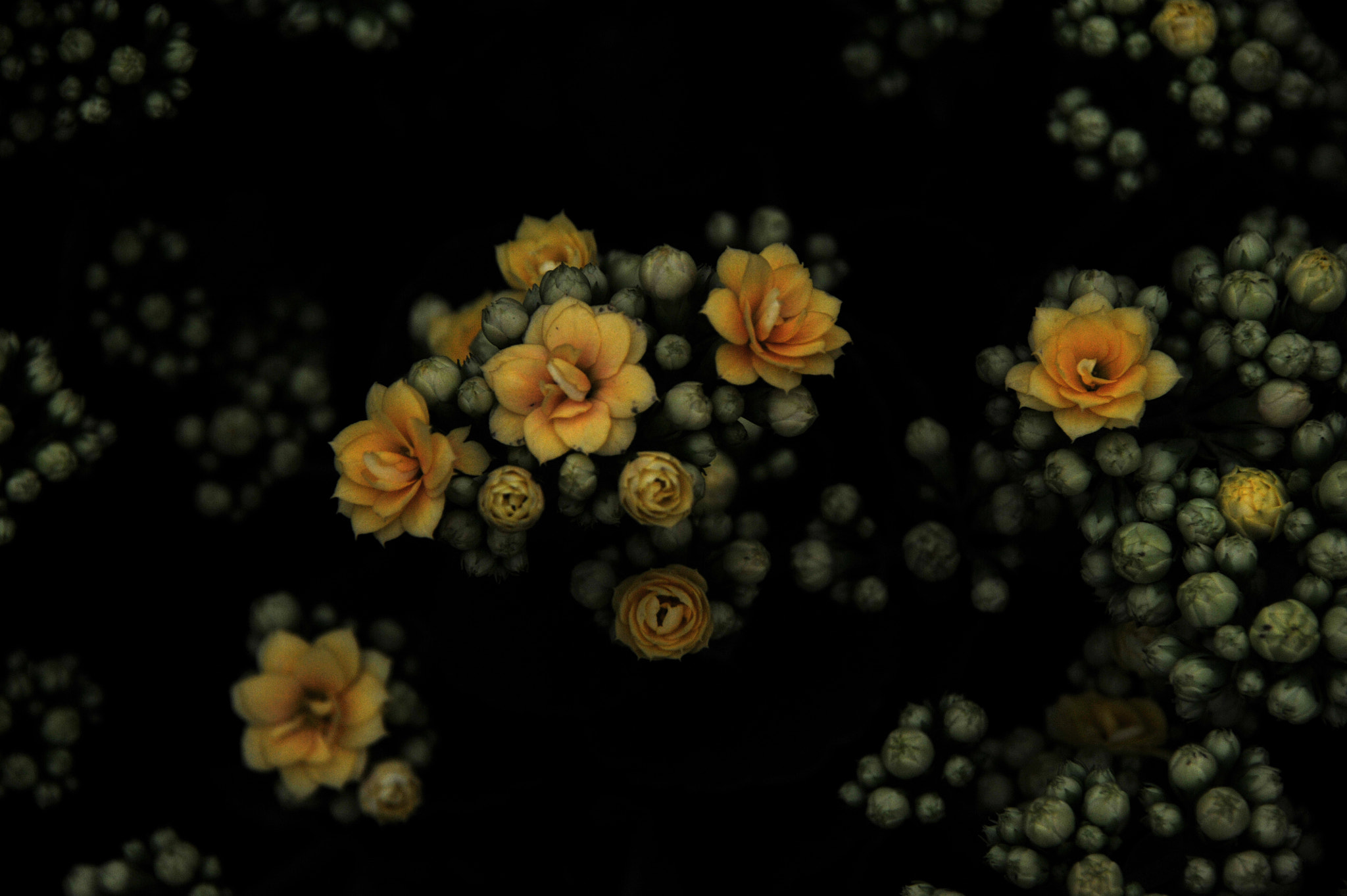 Nikon D3S sample photo. ...香港花卉展覽 2016 (9)... photography