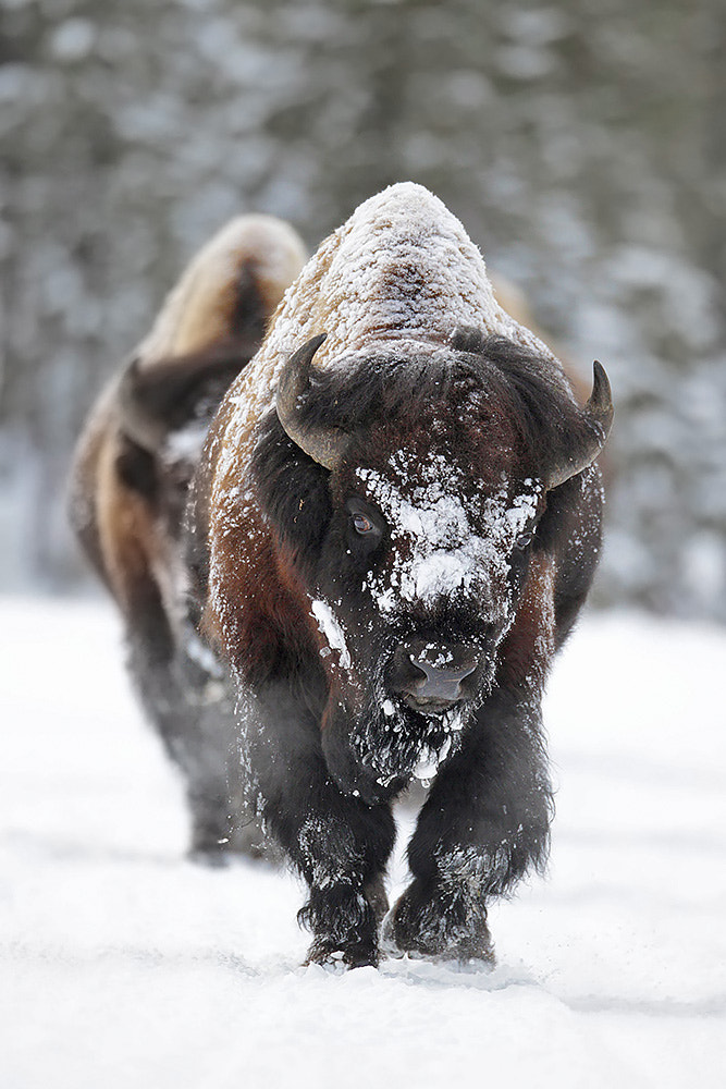 Canon EOS-1D Mark IV + Canon EF 800mm F5.6L IS USM sample photo. Bison in winter photography